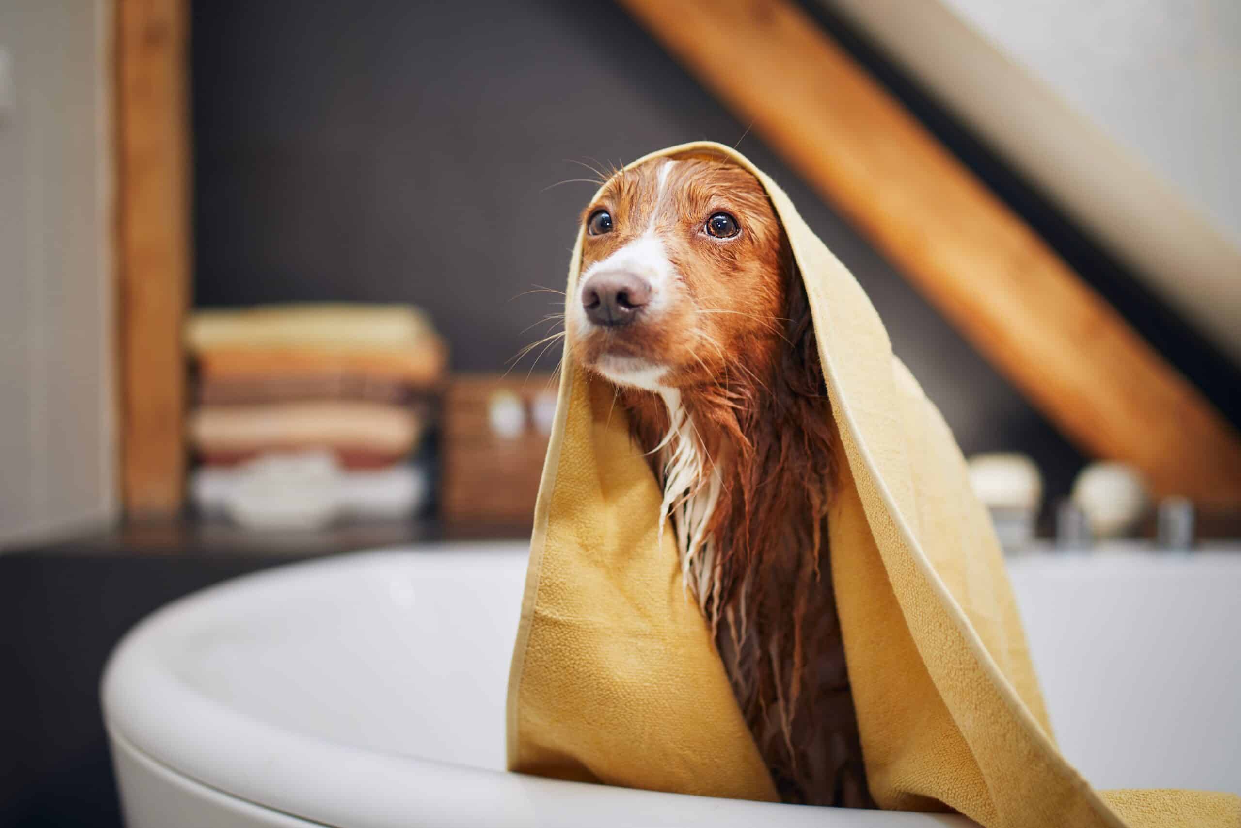 Pros and Cons of Bathing a Dog After Mating