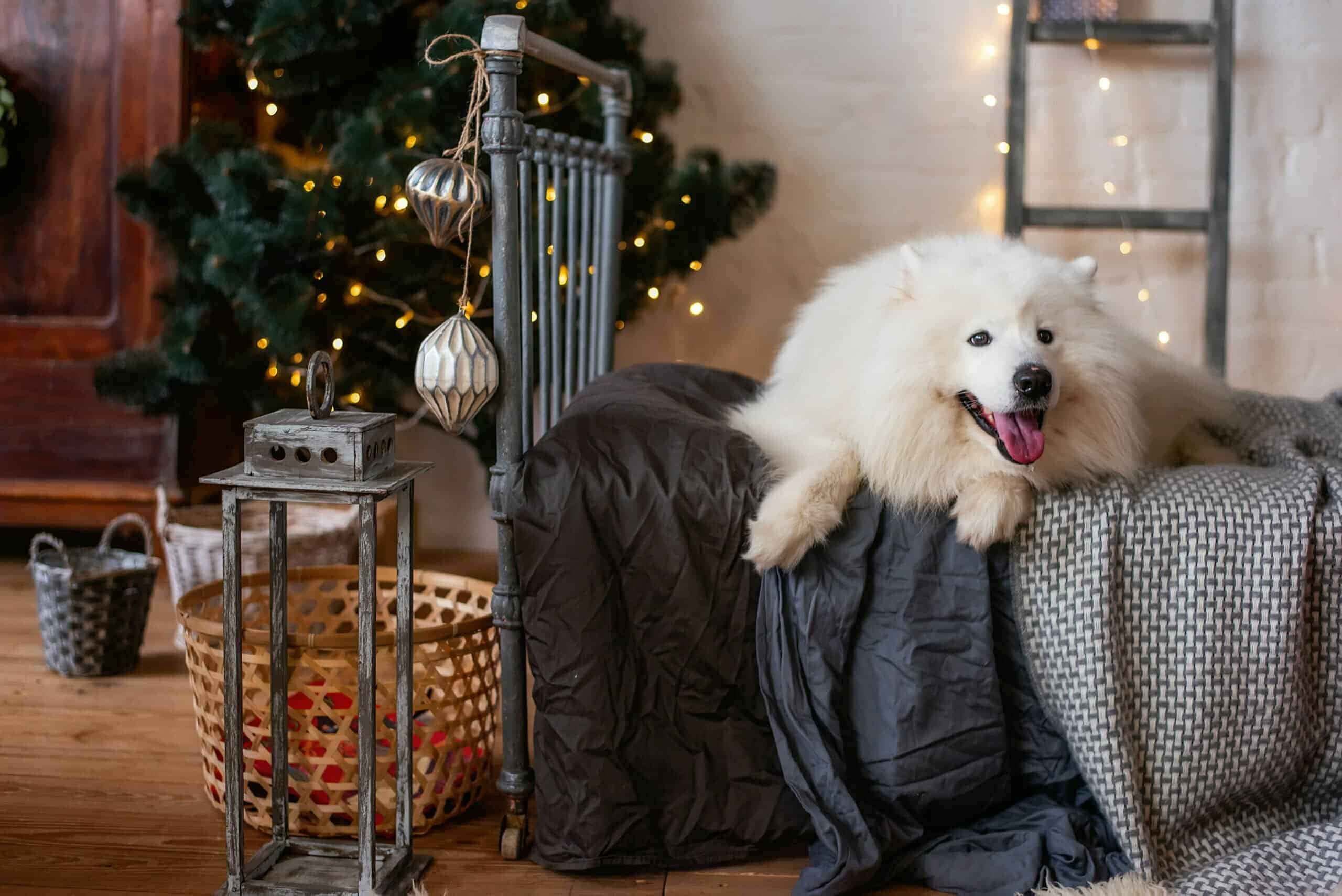 Do dogs protect you when you sleep?