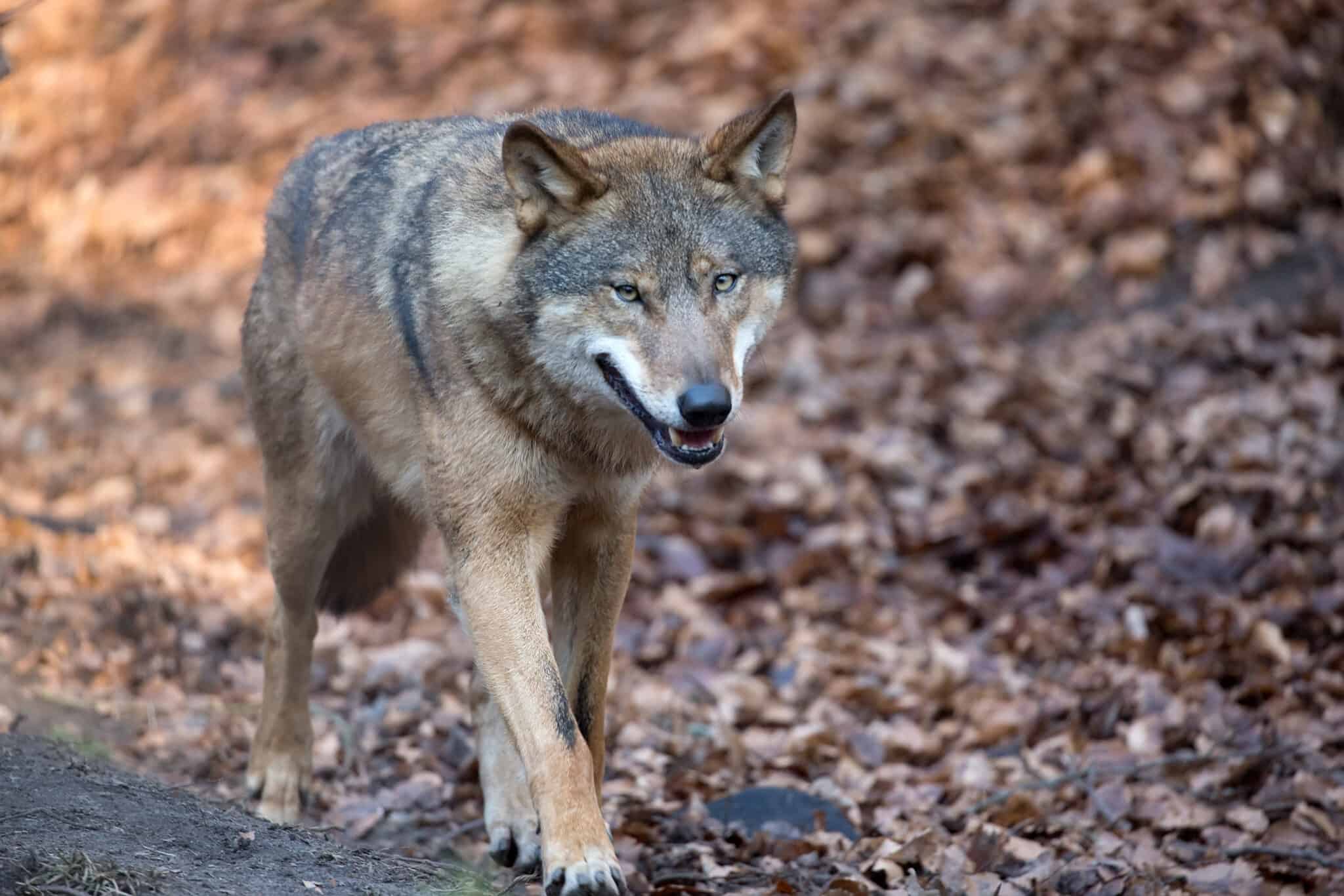 Can you have a wolf as pet?