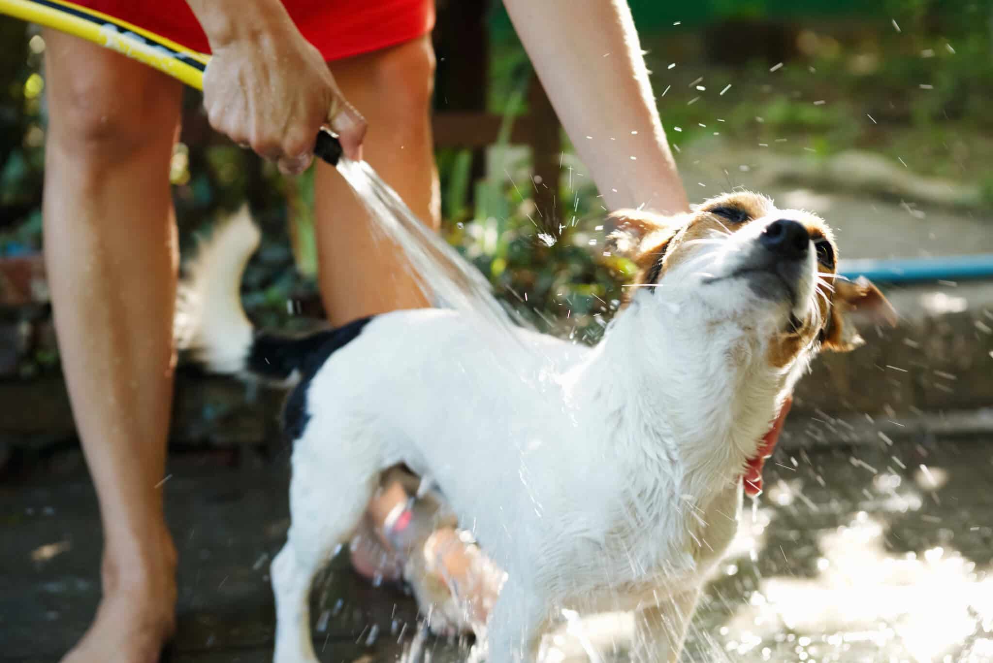 Potential Concerns When Washing Your Dog