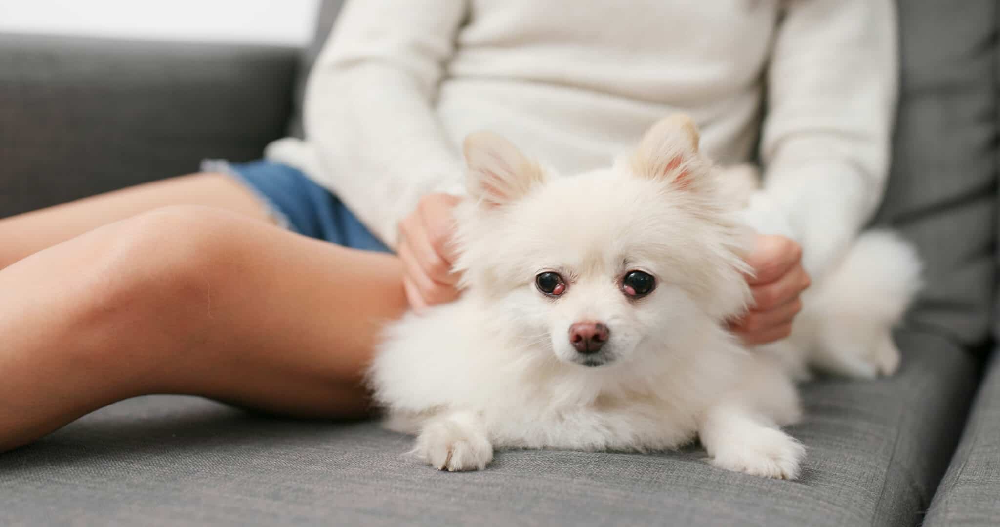 Which Breeds Prone to White Dog Fur Turning Rust Color?