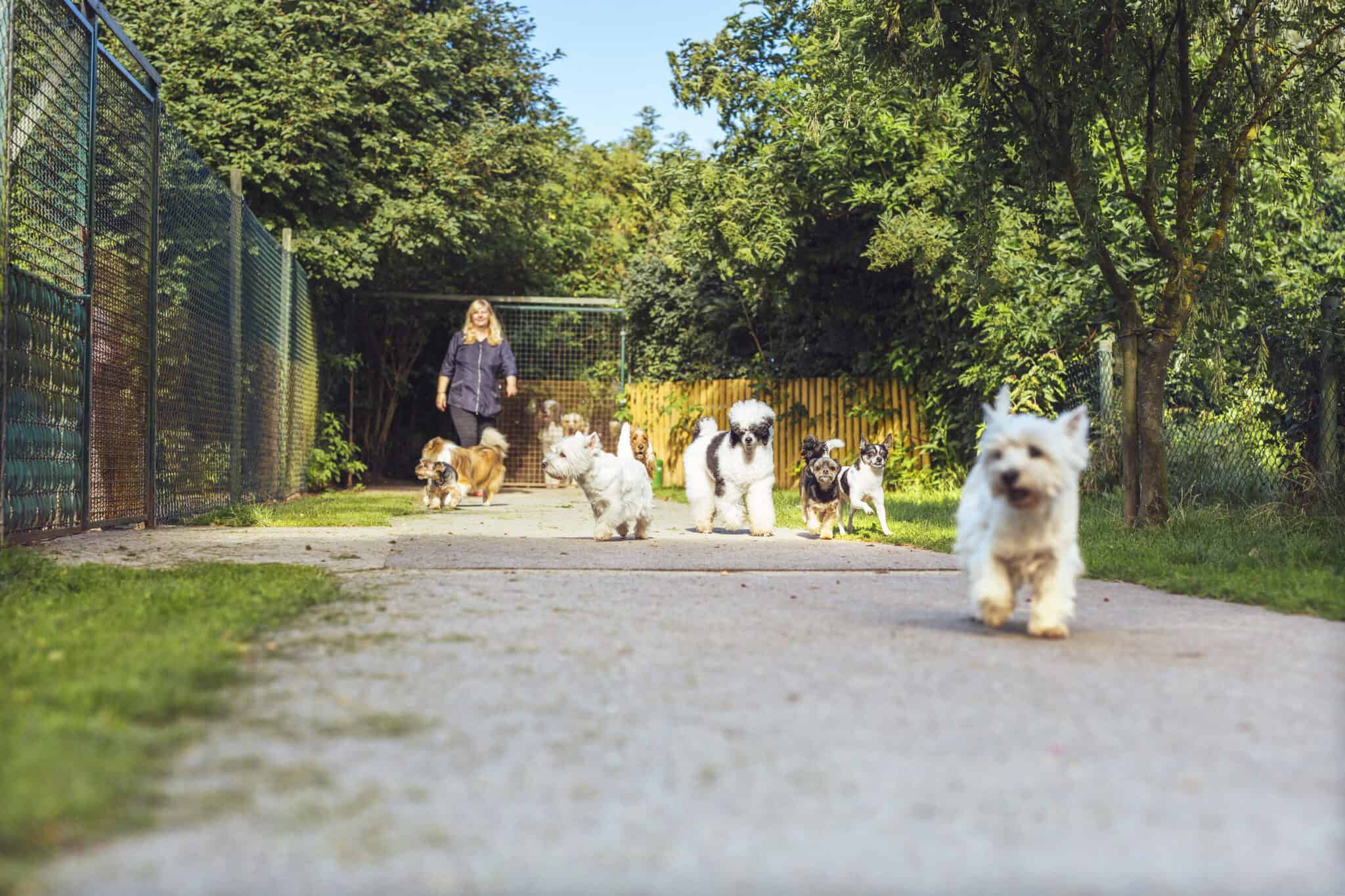 Reasons Why Your Dog Could be Acting Different After Daycare