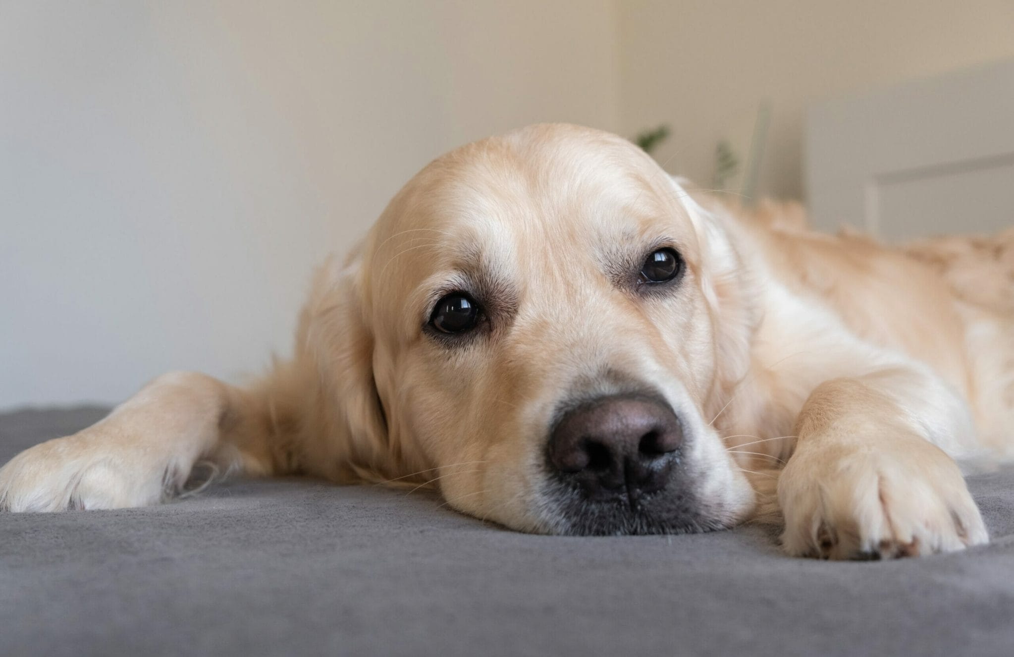 Can my dog sleep in my bed after flea treatment?