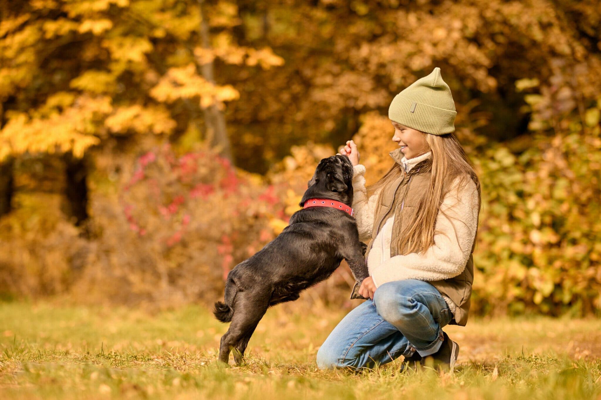 Guide dogs at dog training