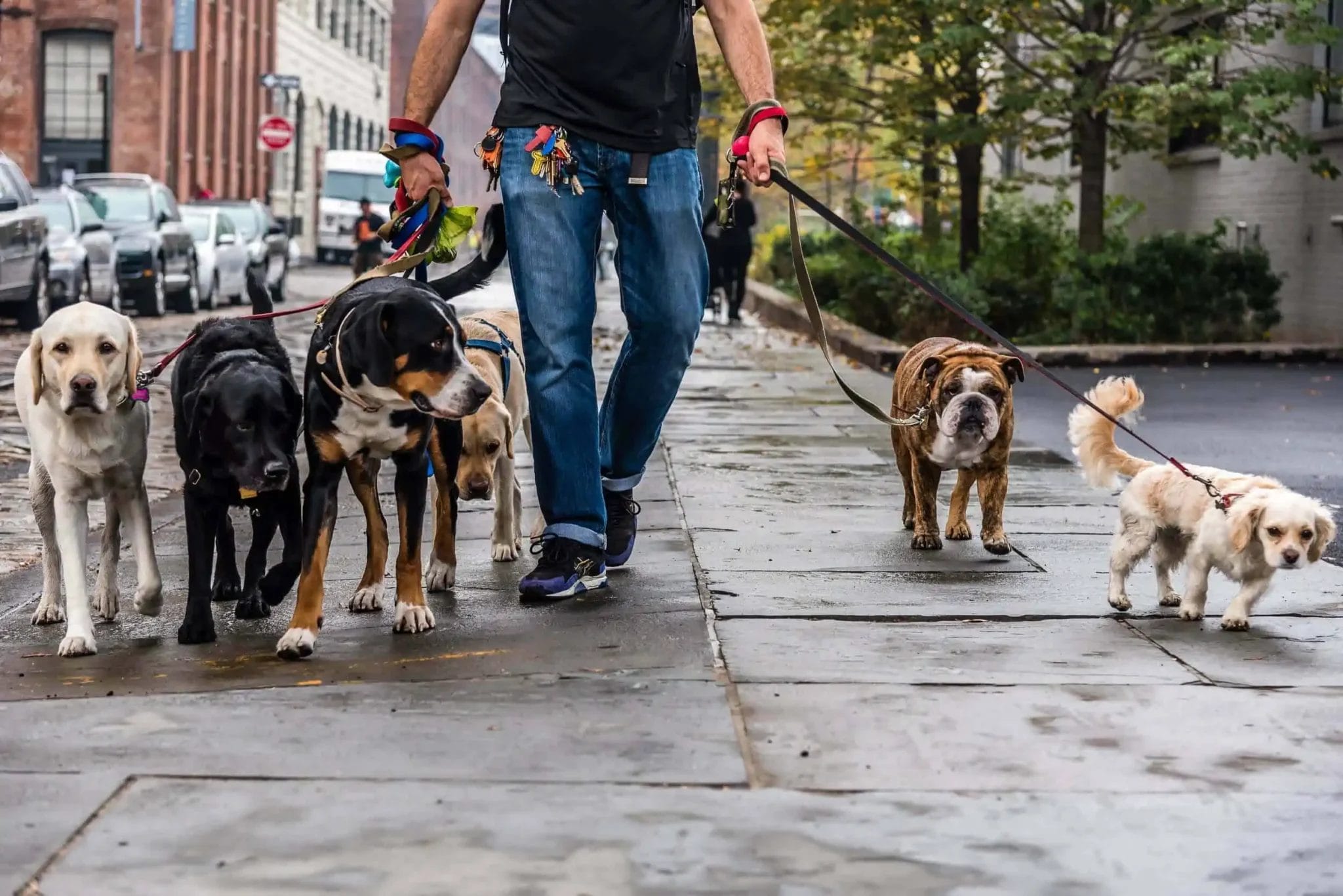 Dog growling at Dog Walker