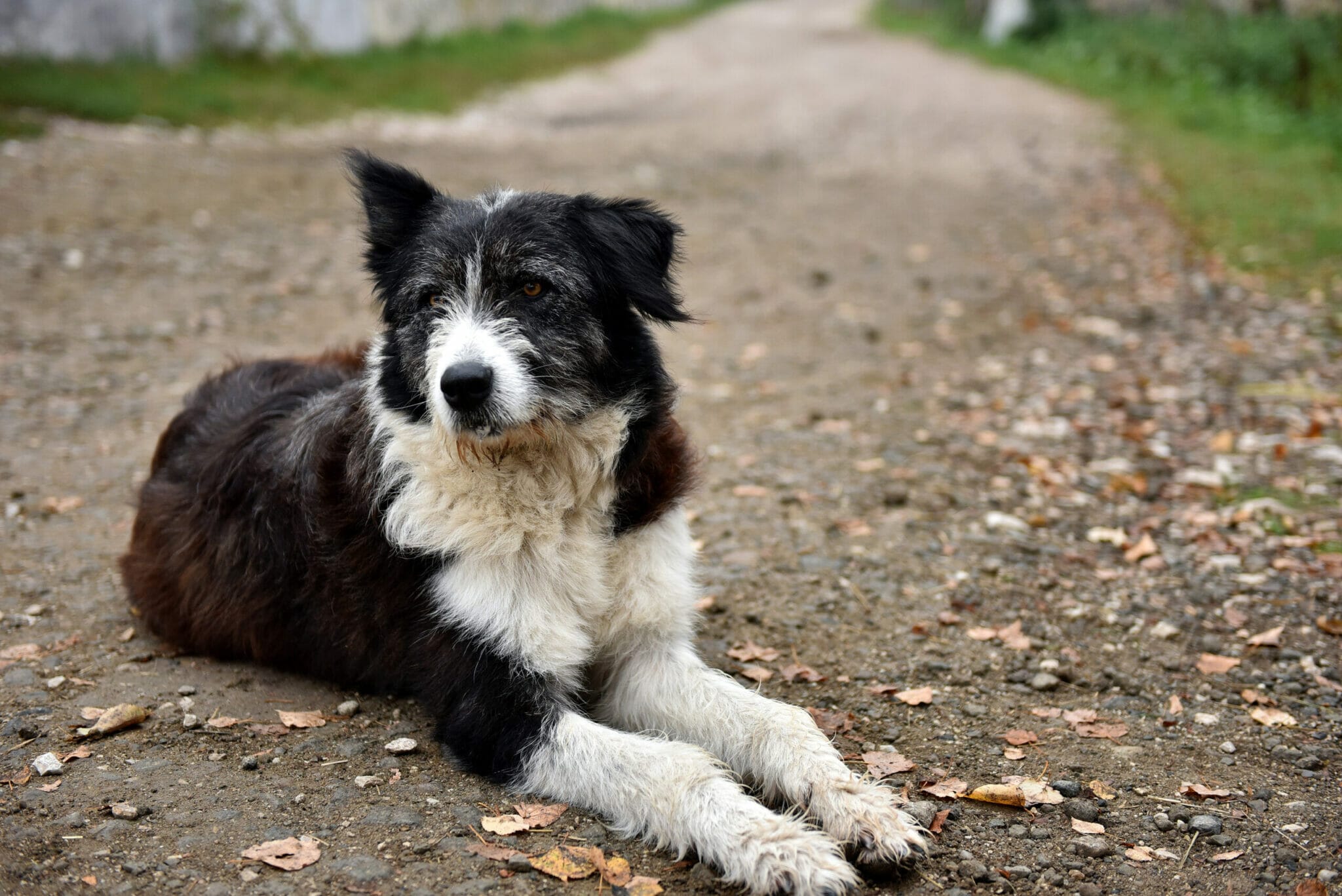 how to keep your dog from smelling after going outside