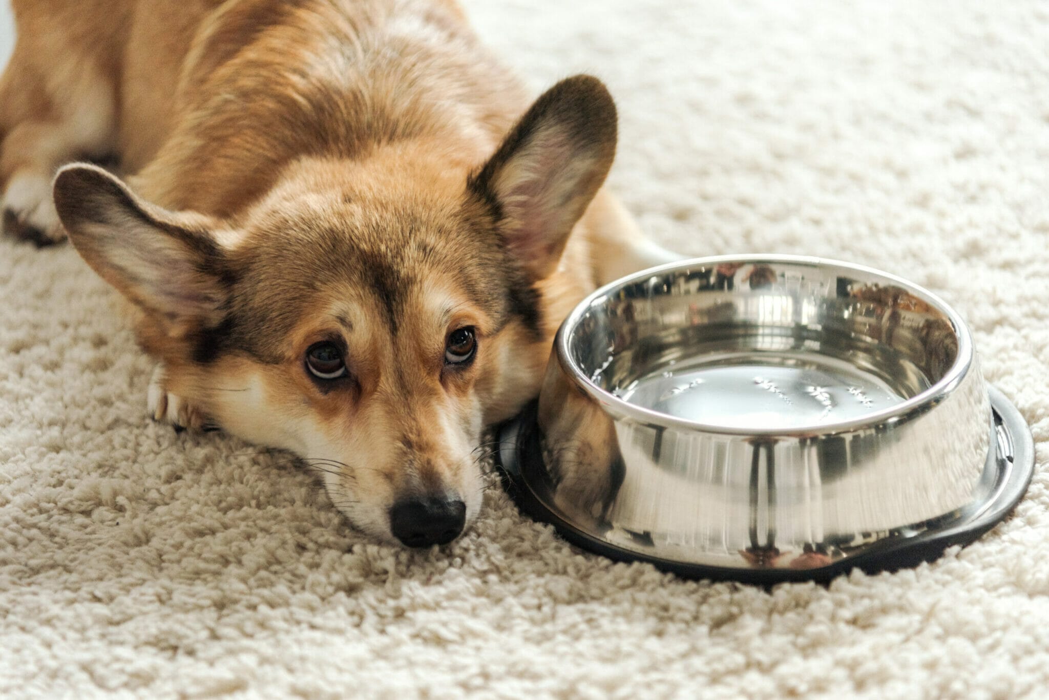 How long can your dog go without drinking water?