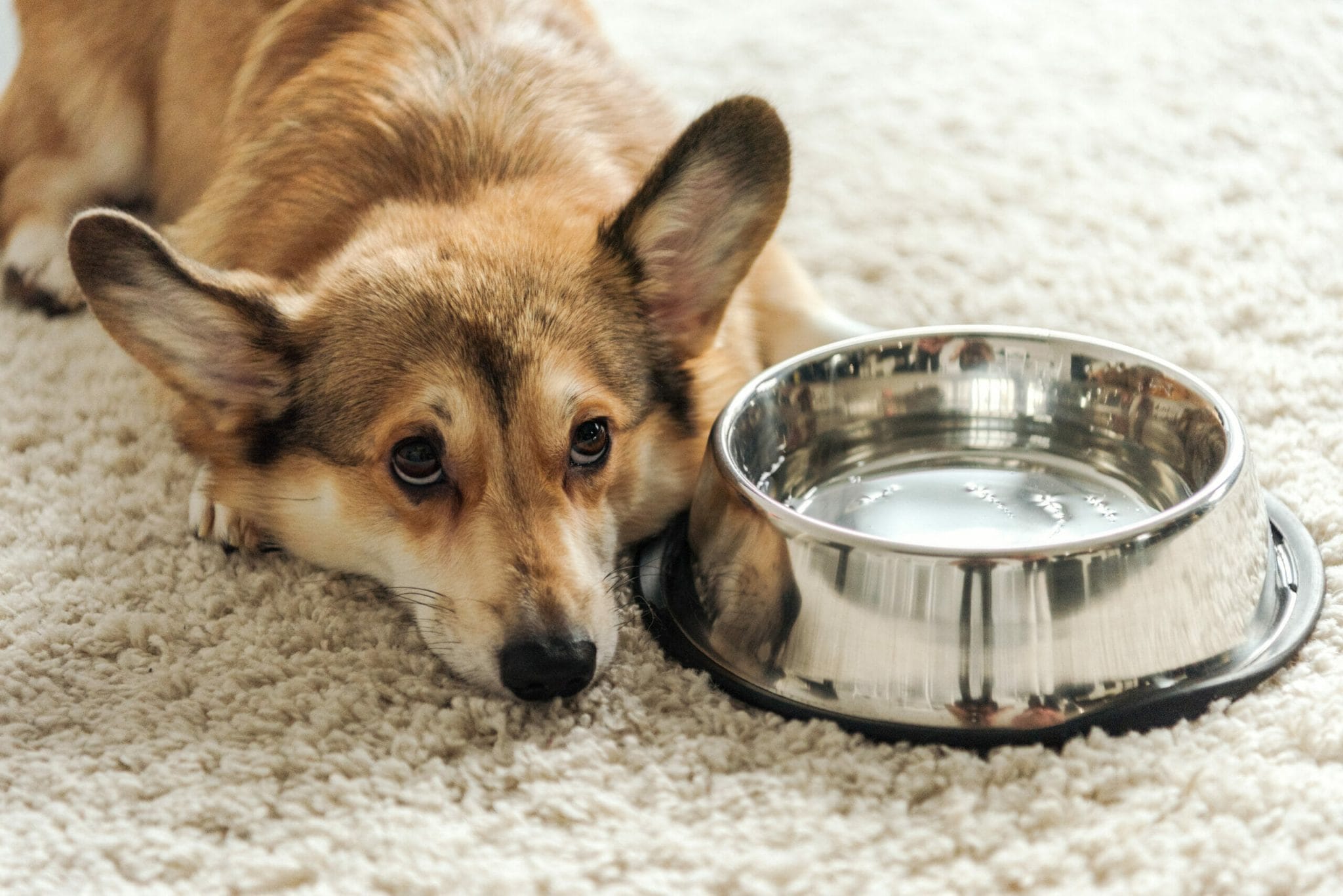 How long can your dog go without drinking water?