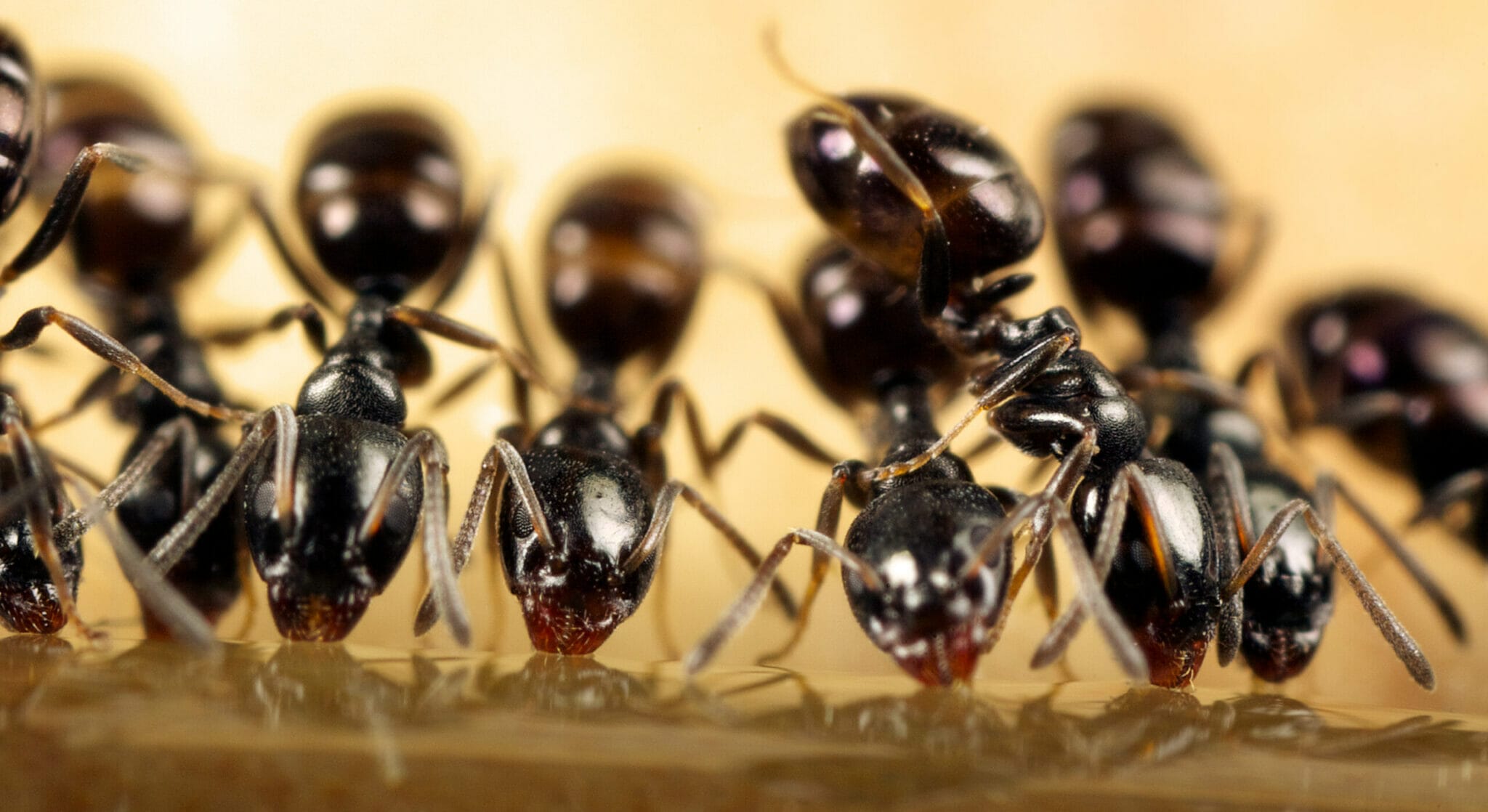 Use an ant bait around the feeder