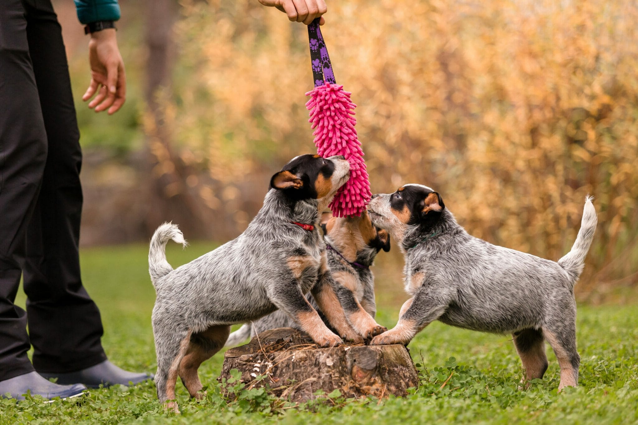 Best Toys For Cattle Dogs