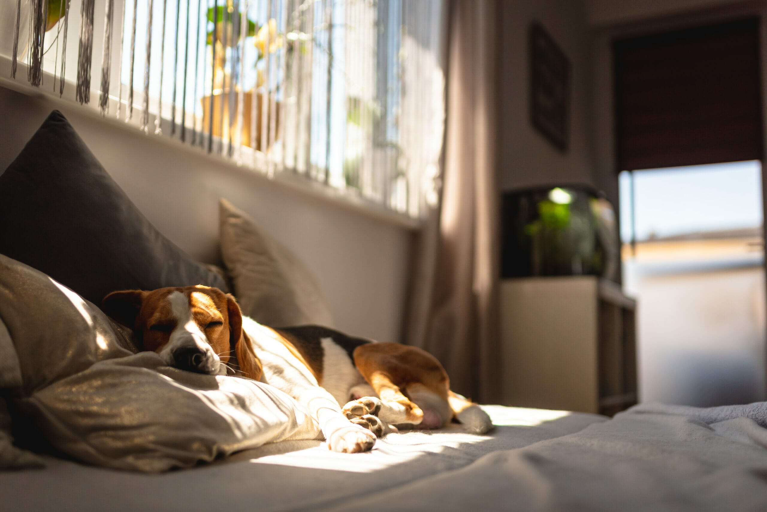 What are signs you should look out for in your dog's sleep?