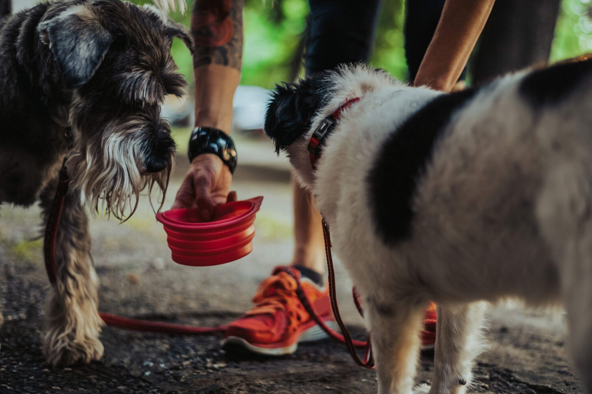 The importance of keeping a sick dog hydrated