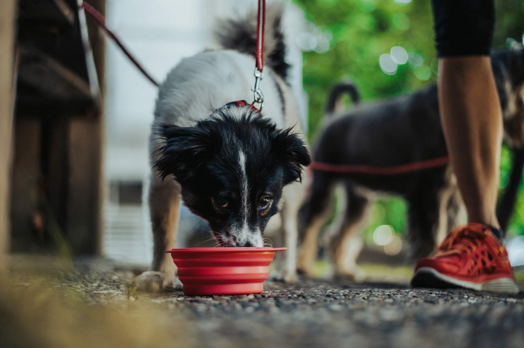 Is it okay for dogs to share the same bowl with other dogs?