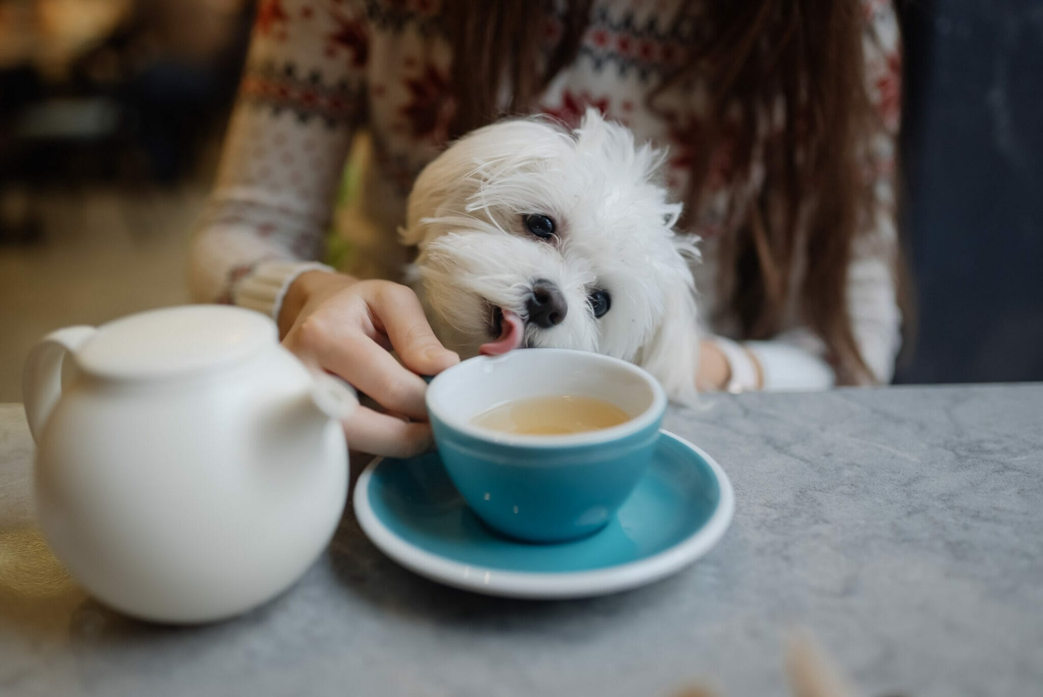 how to keep a dog hydrated when sick