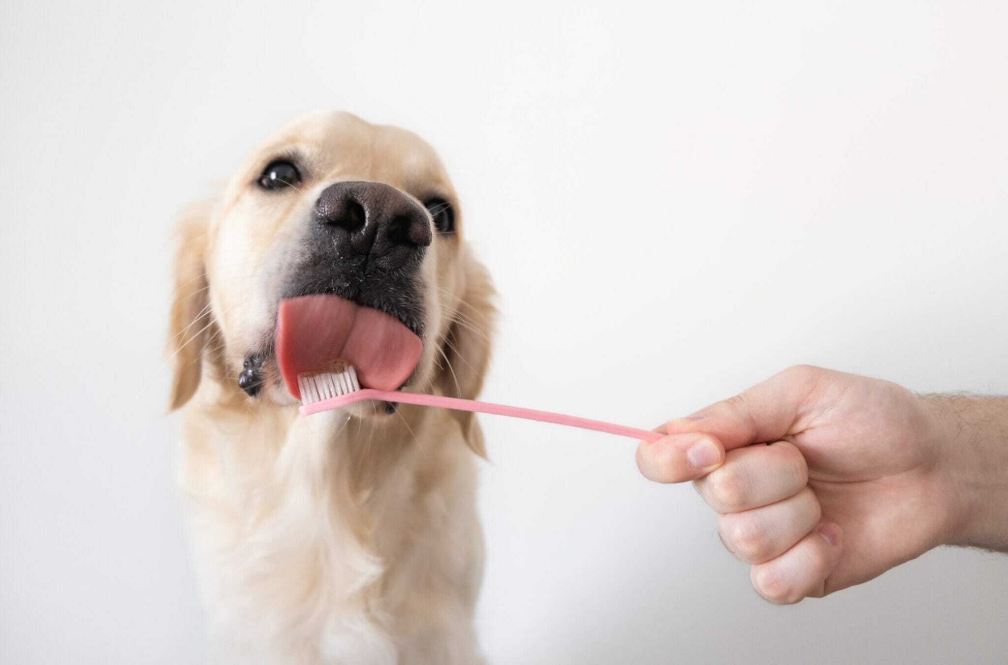 How to brush a dog's teeth that hates being brushed