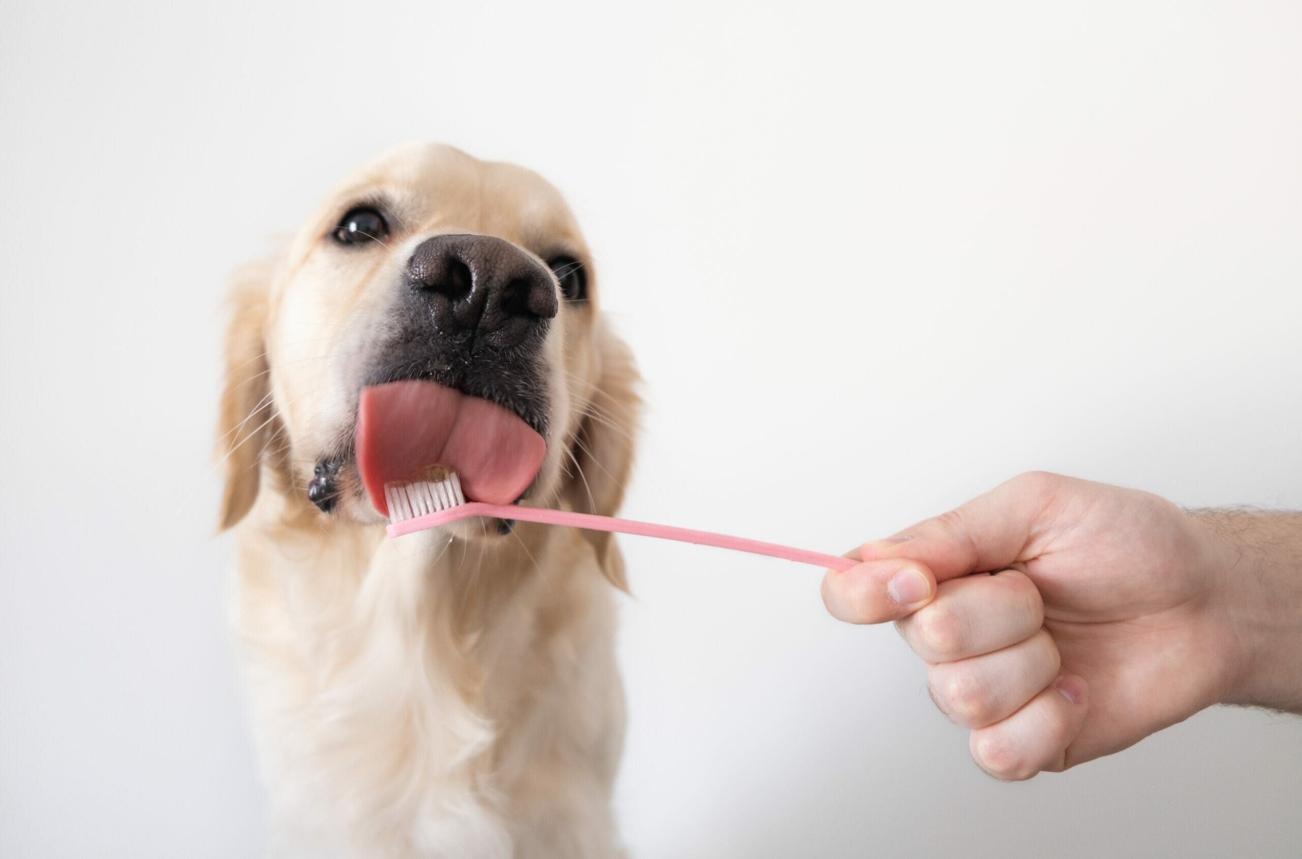 how-to-brush-a-dog-s-teeth-that-hates-being-brushed-5-tips