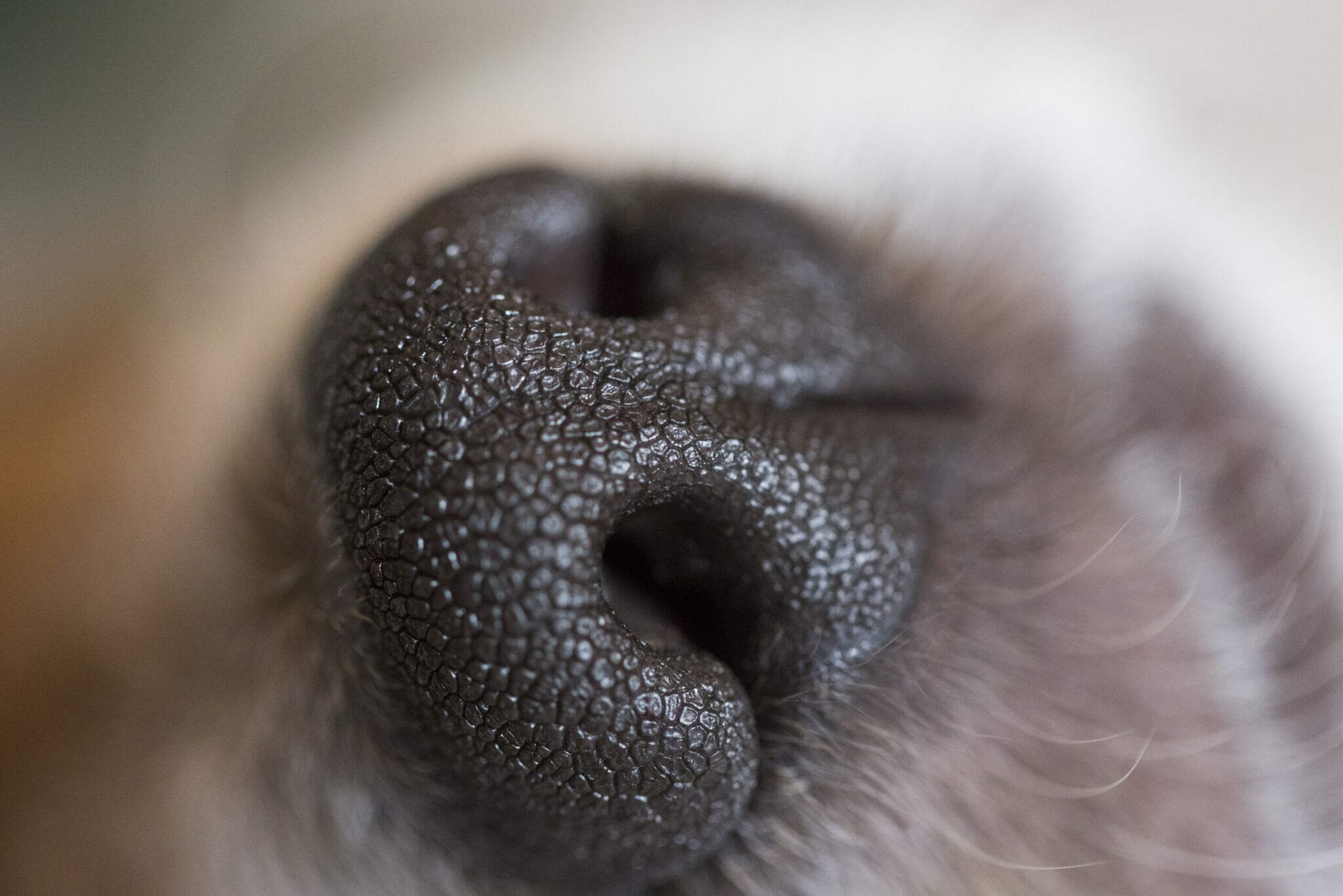 What happens if you accidentally pull out a dog's whisker?