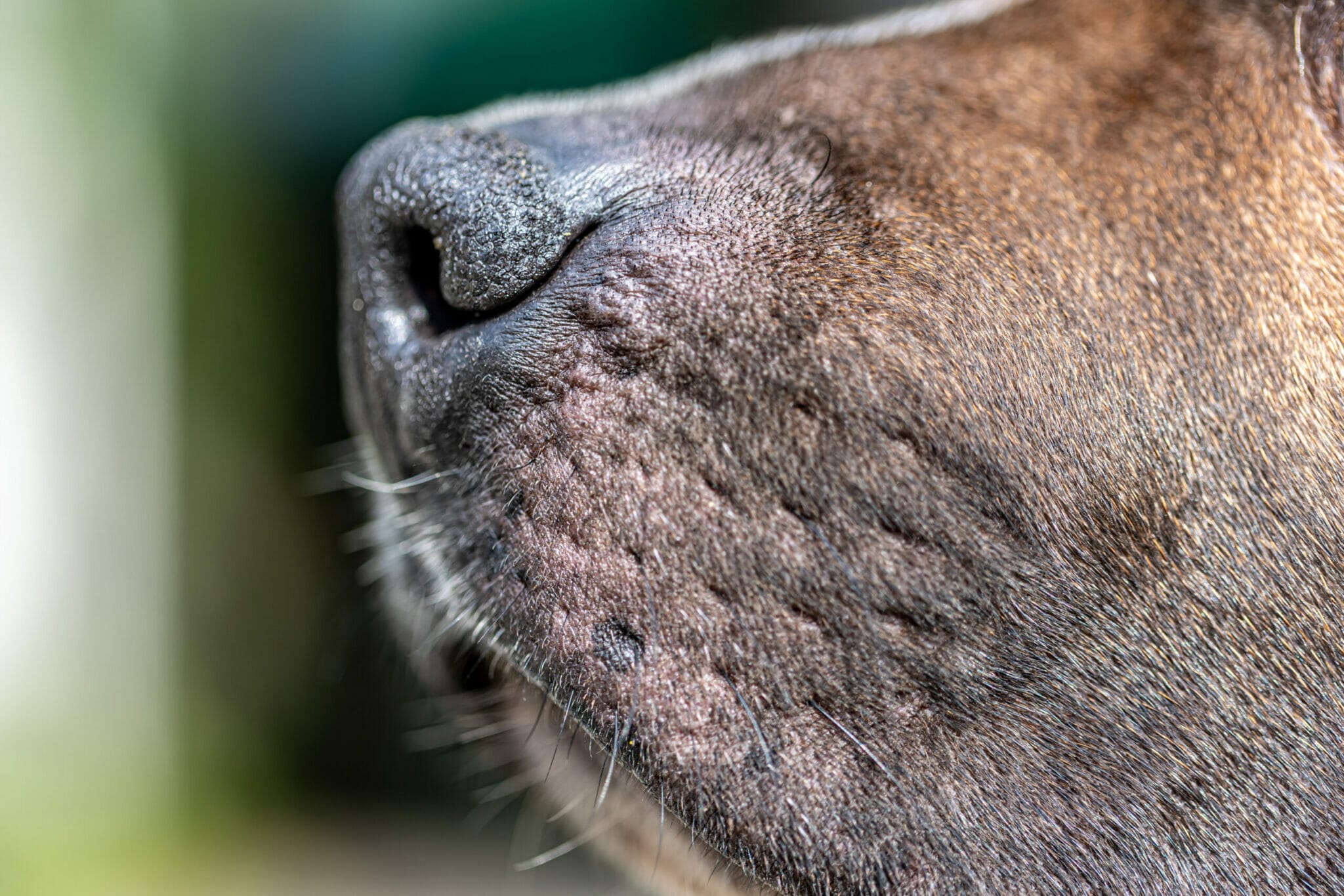 Do dog's whiskers shed?