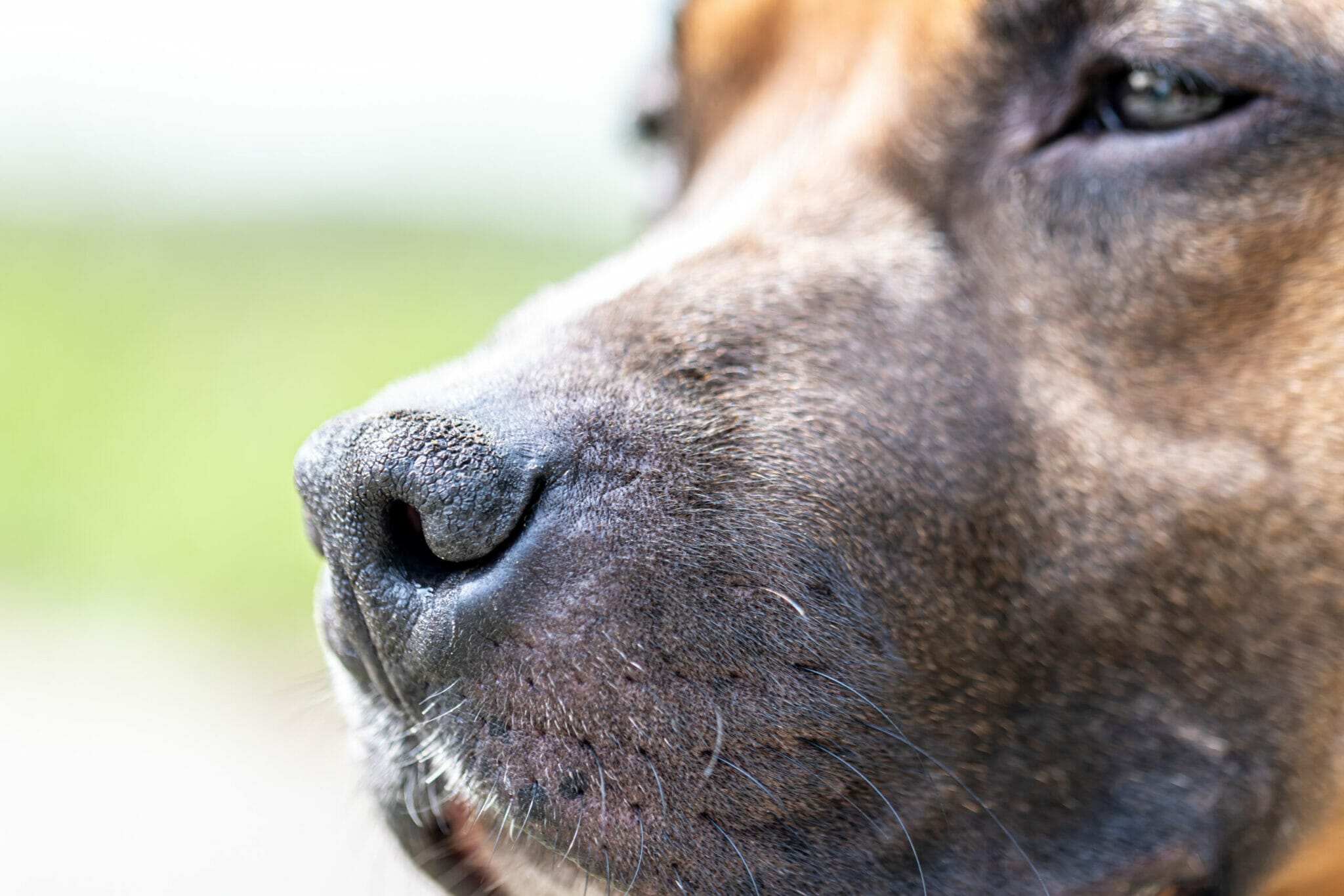 What are whiskers and why do dogs have them?