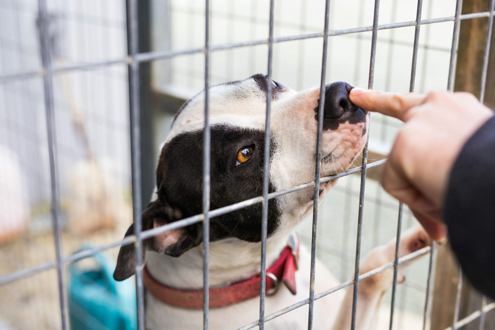 What is a drying cage for dogs?