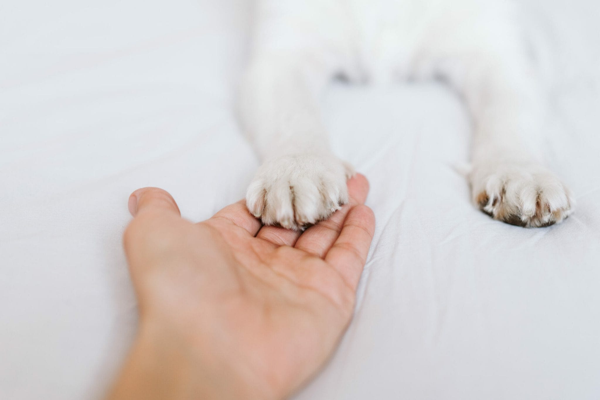 Can Dogs Get Ingrown Toenails