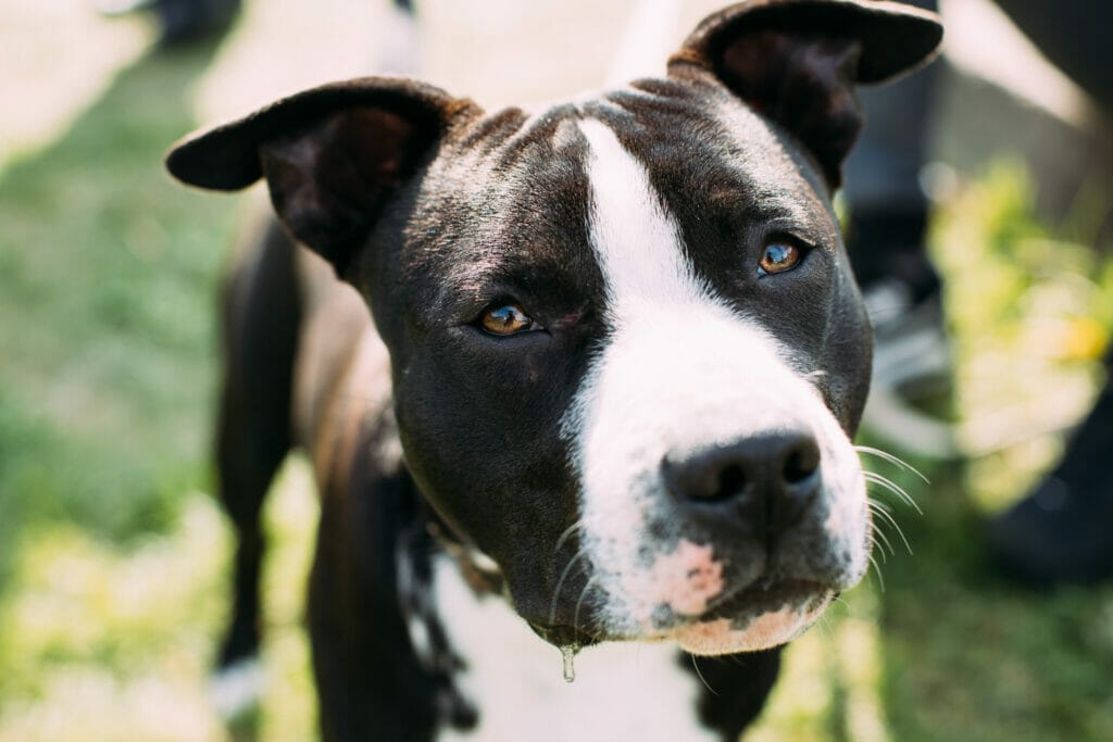 American Staffordshire Terrier Feeding Guide