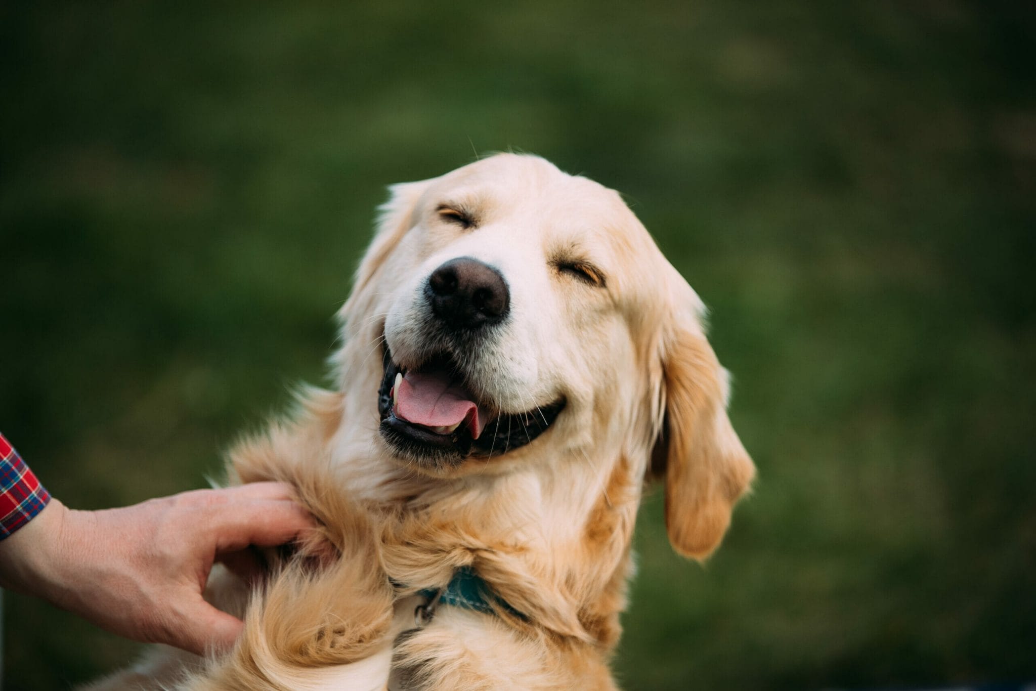 why do dogs smile when you scratch them