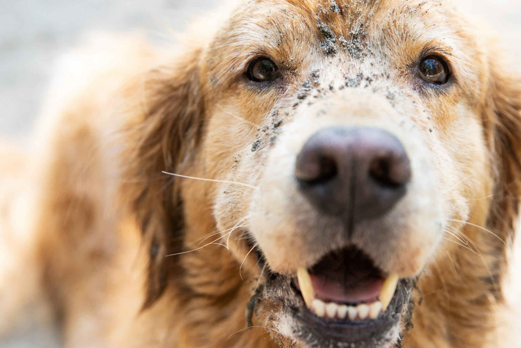 how to keep your dog from smelling after going outside