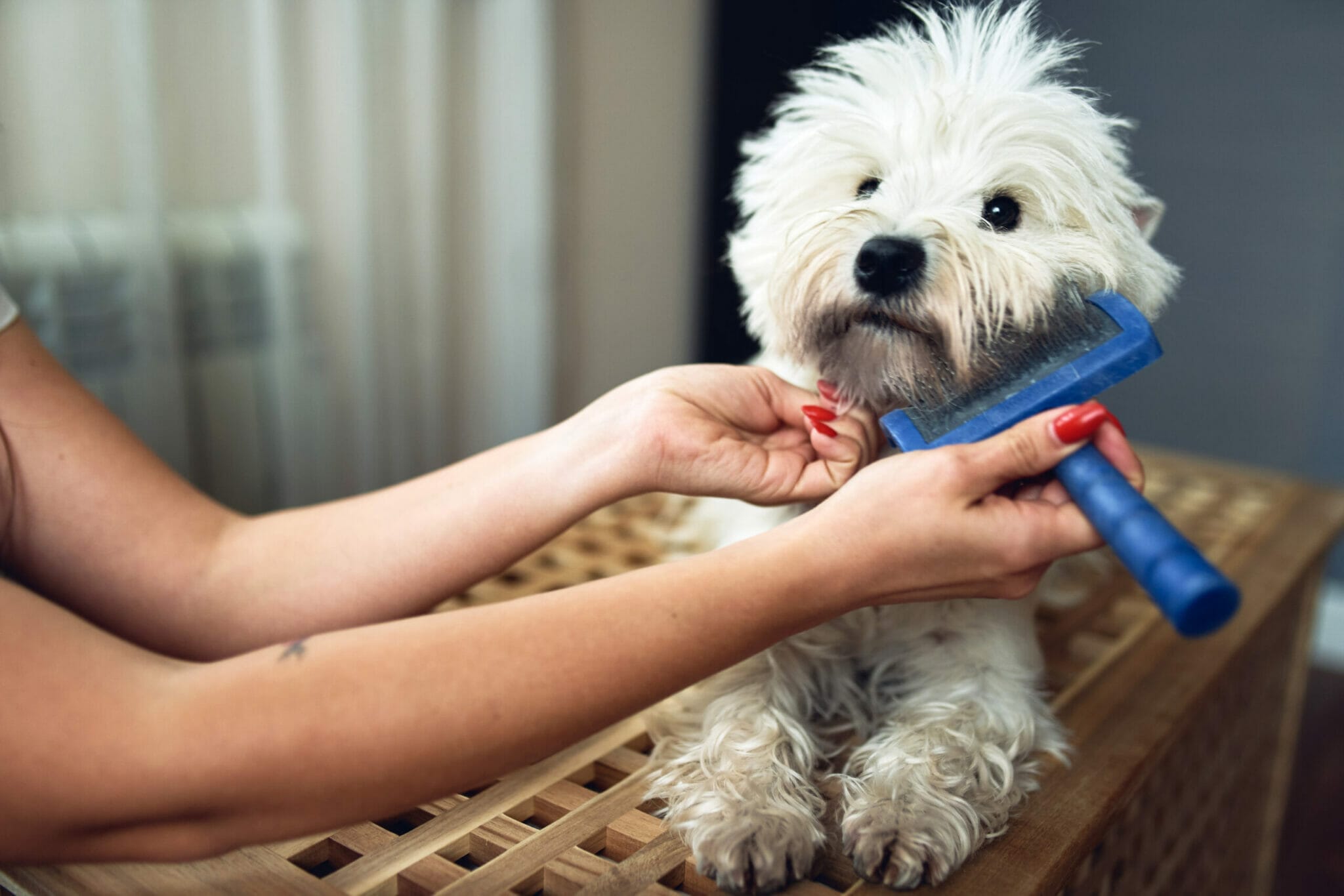 How to give your dog a blueberry facial?