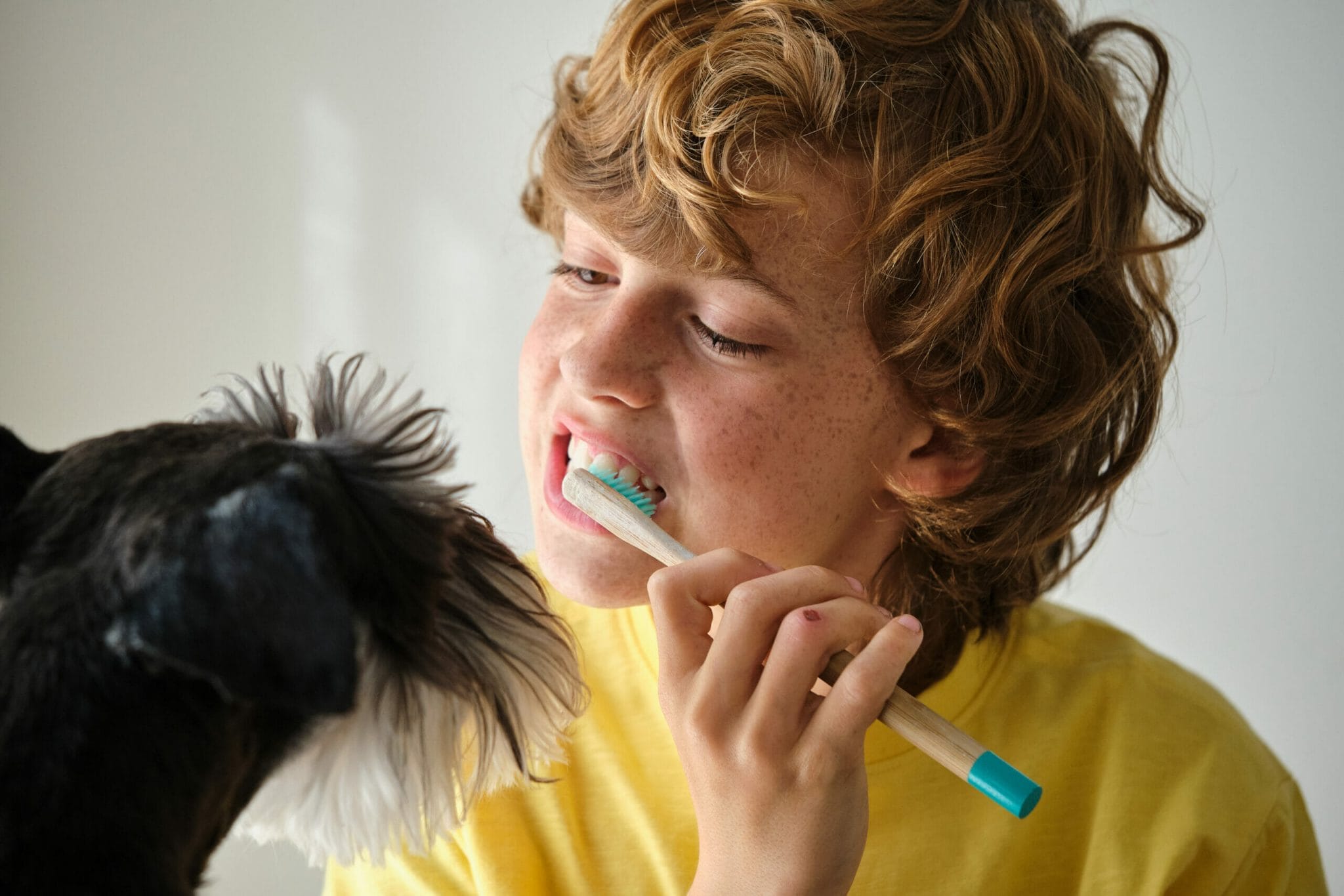 How to brush a dog's teeth that hates being brushed