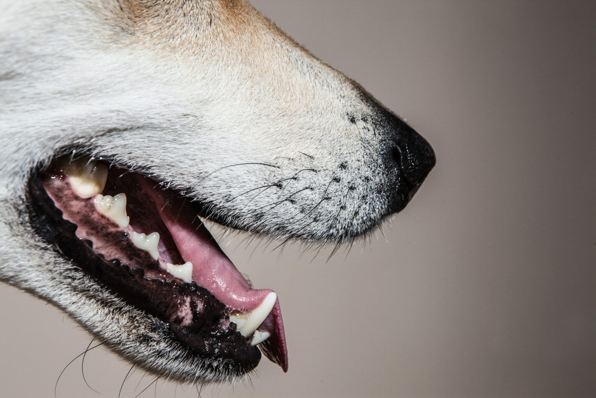 What happens if you cut a dog's whiskers?