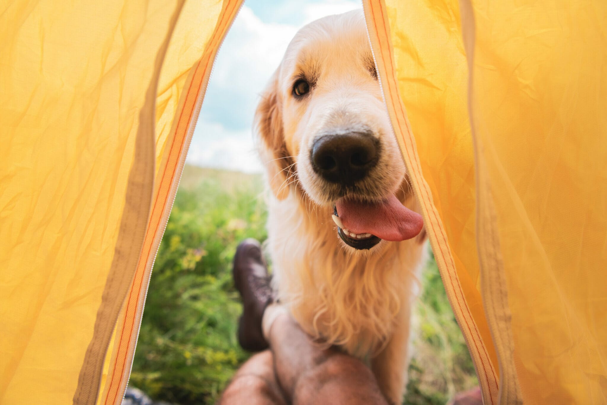 Best dog sleeping bags for backpacking