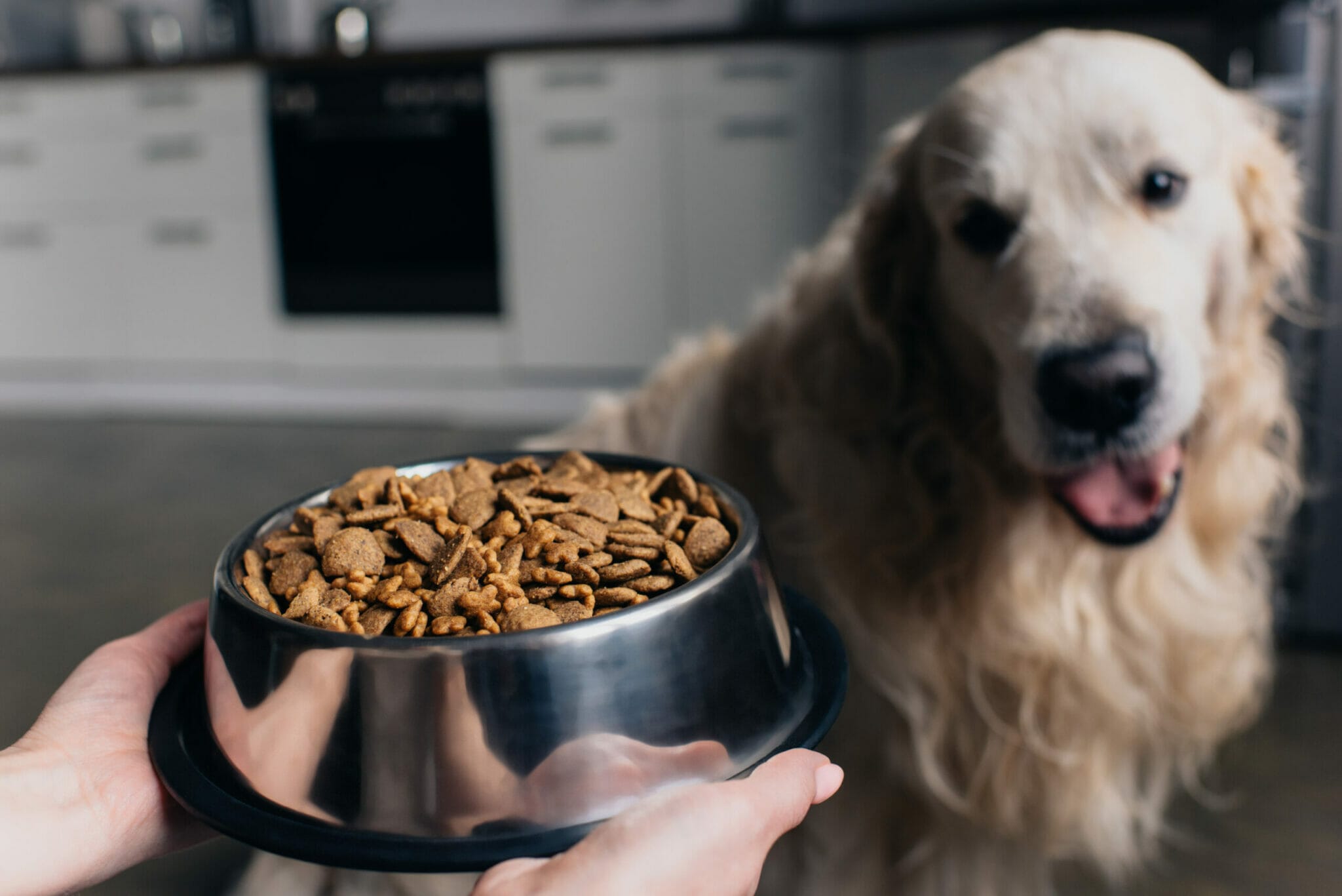 What is low residue dog food?