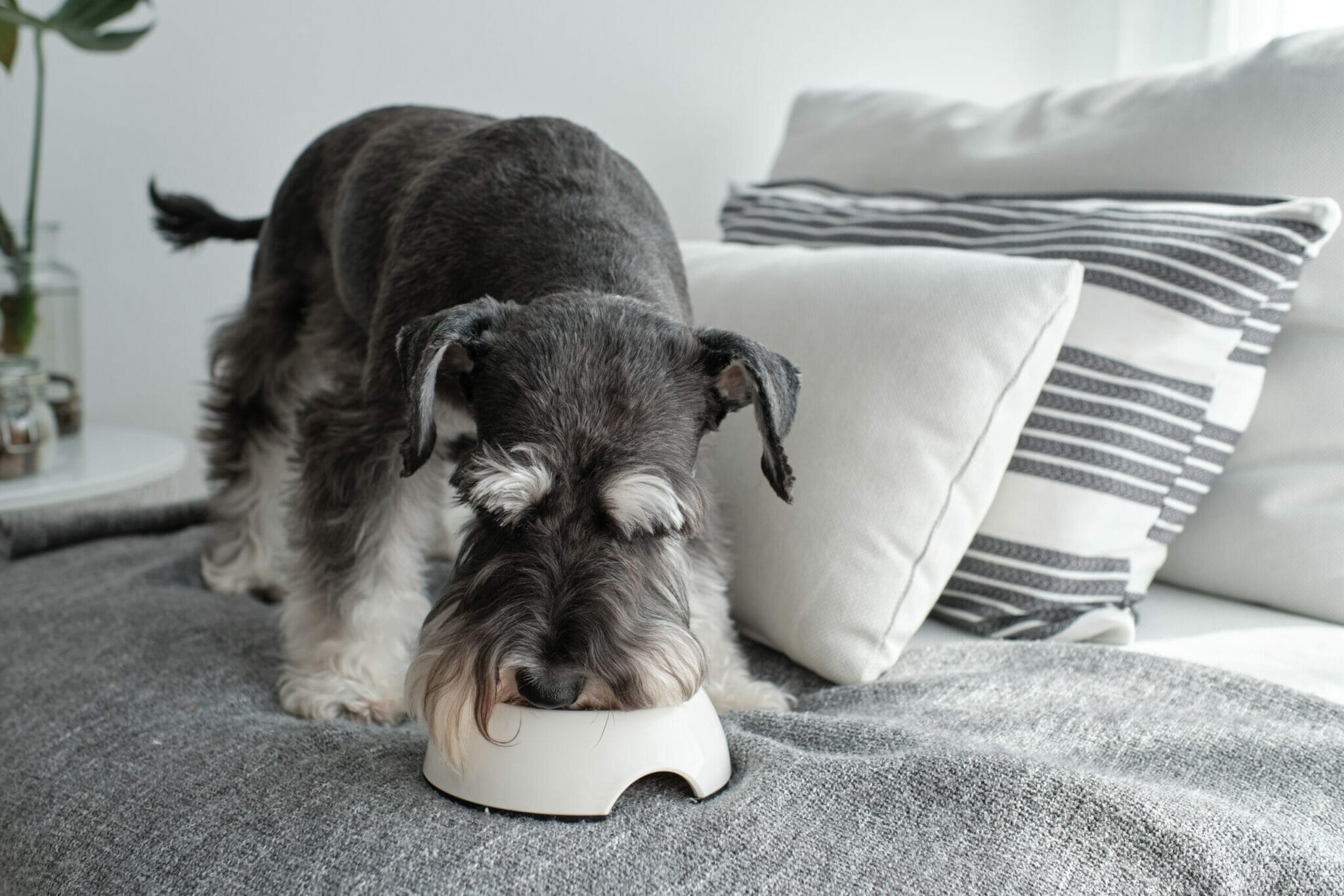 Clean your dog's beard after drinking/eating