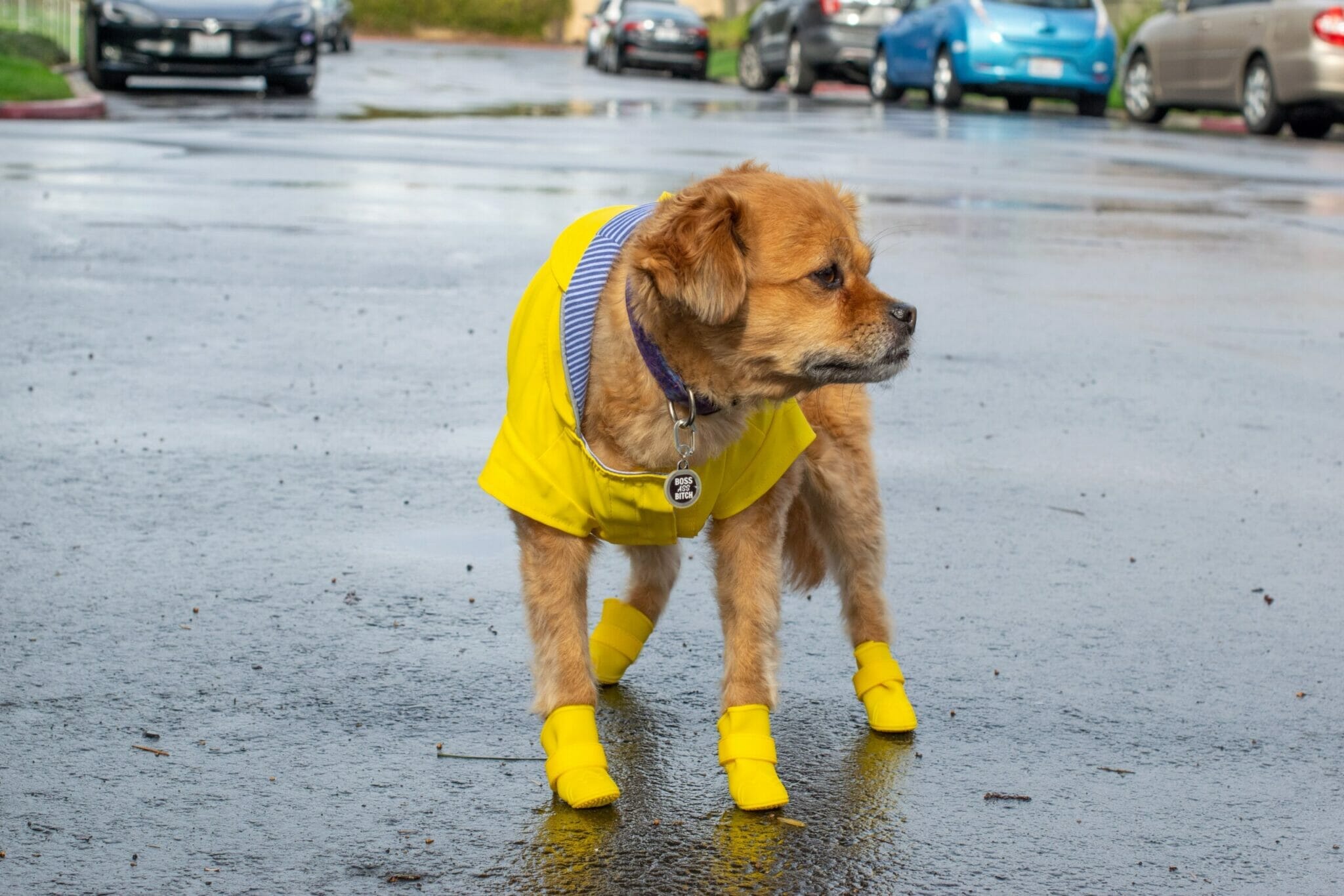 best dog boots for pets that drag their feet