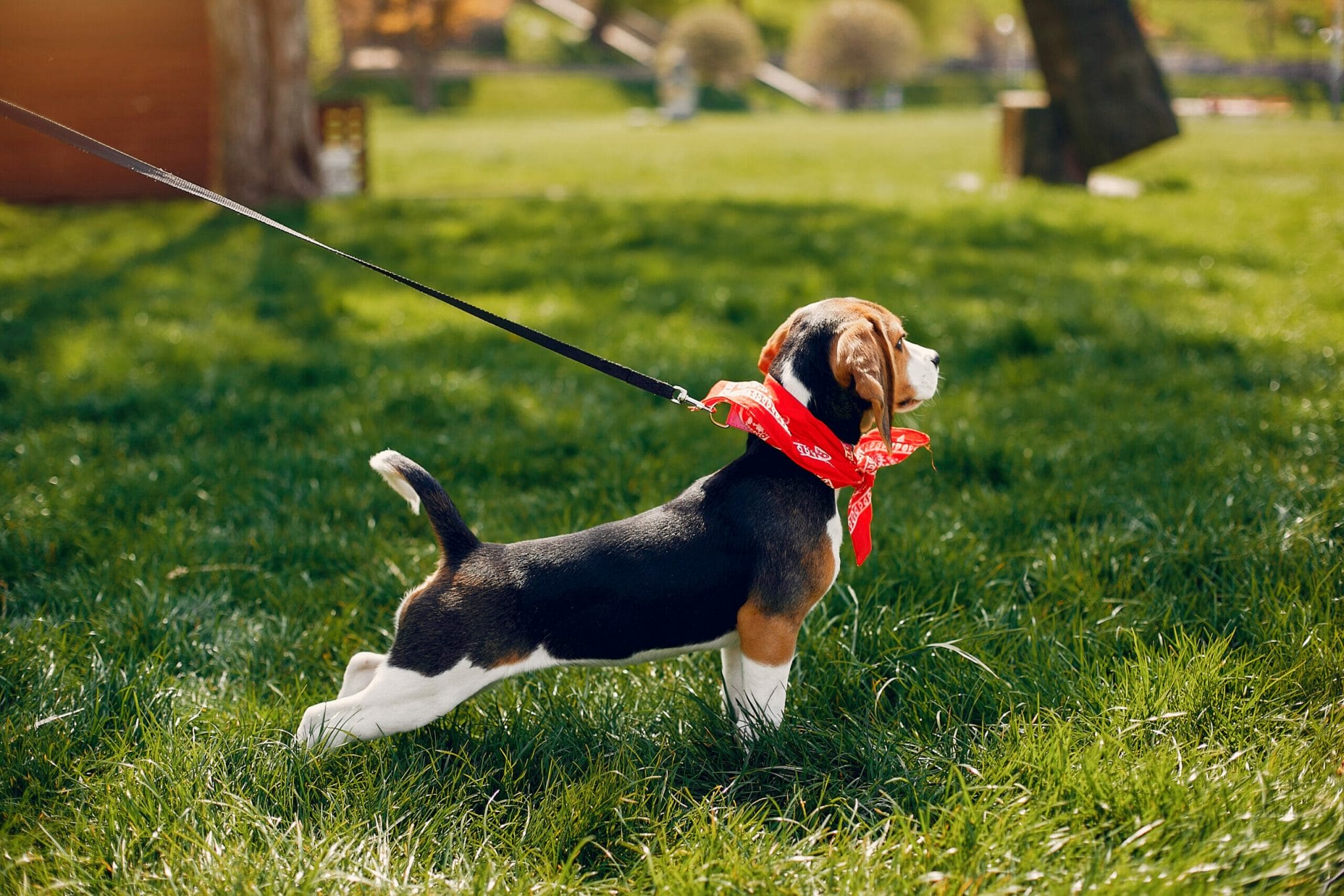 How do you use a check cord for dog training?