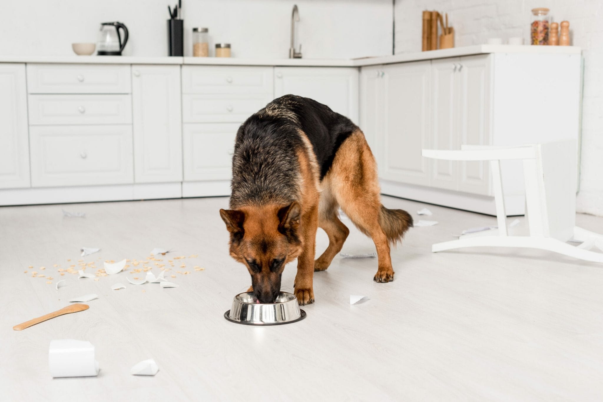 5 tips on how to keep roaches out of dog food