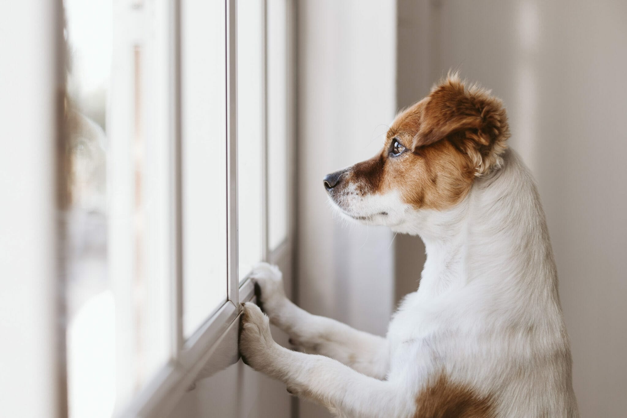 Keep your dogs away from the windows