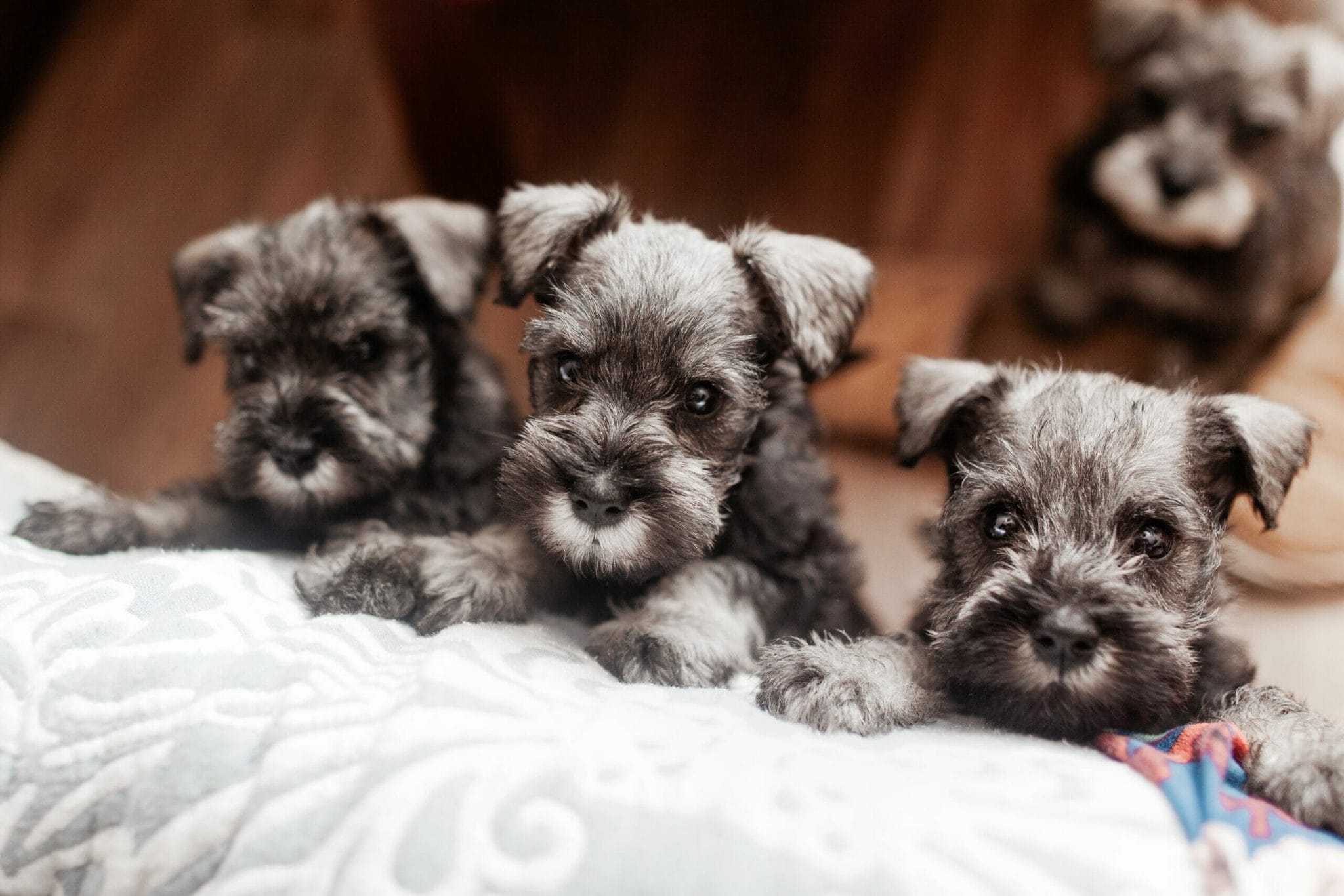 What makes the Toy Schnauzer so appealing?