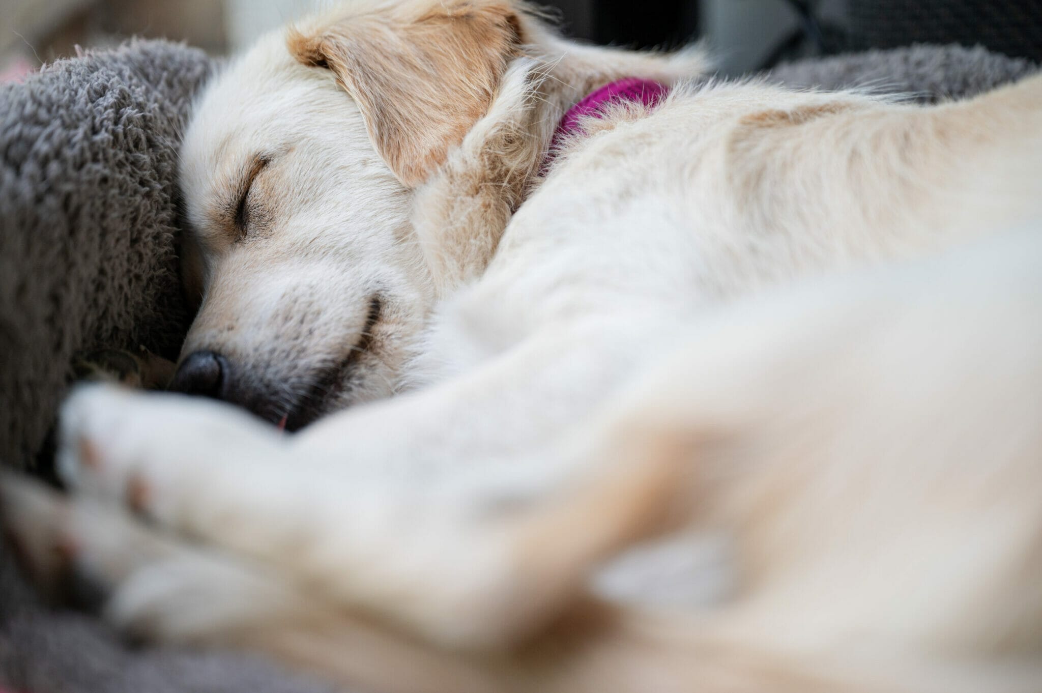 What does it mean when dogs howl in their sleep?