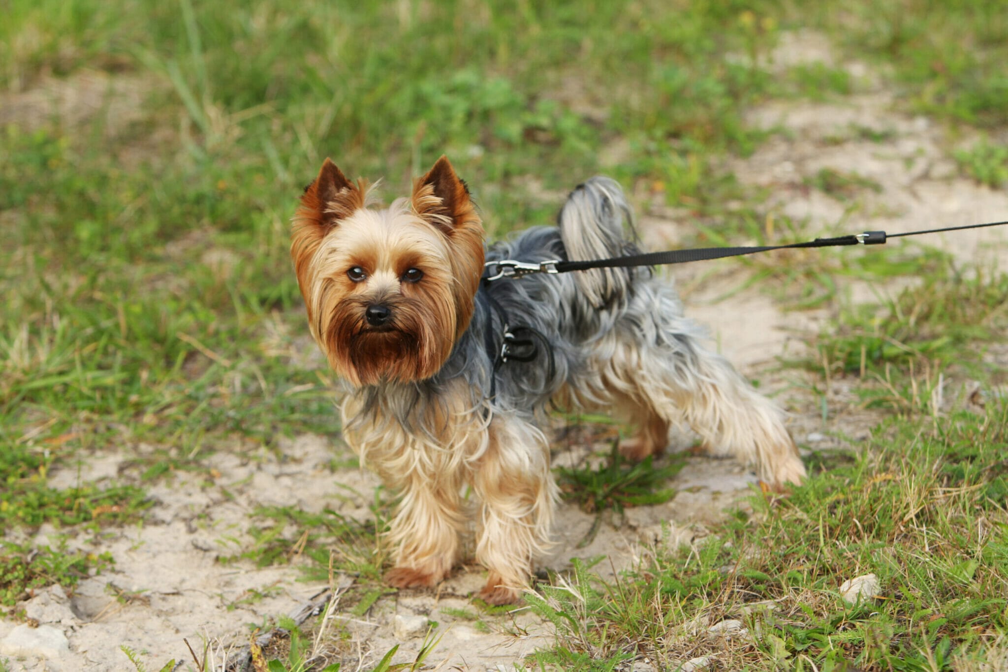 dogs that look like Schnauzer