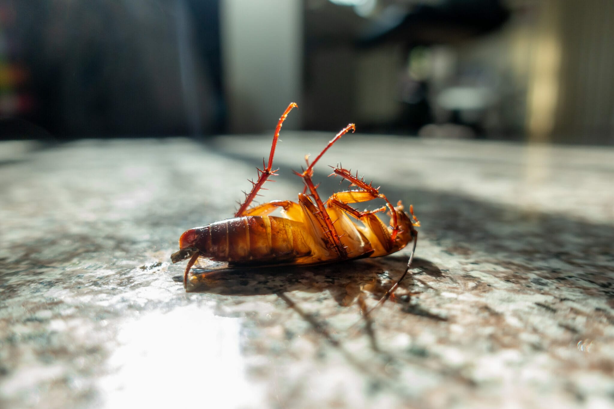 how to keep roaches out of dog food