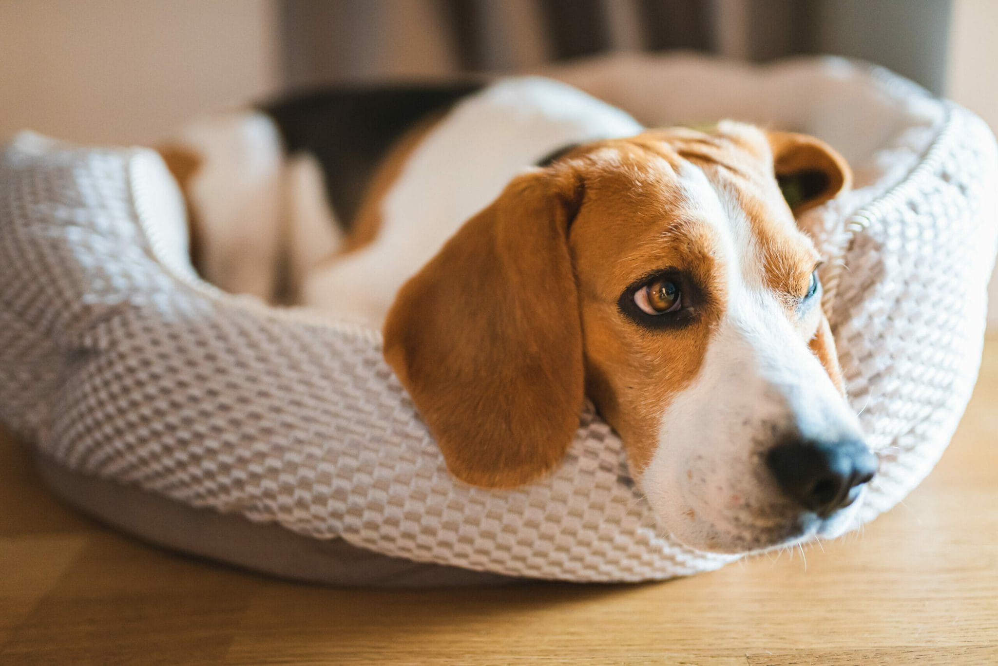 why your adopted dog seems sad