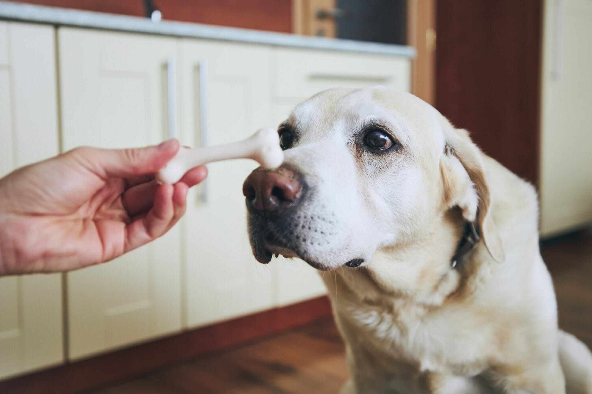 Does Raw Meat Make Dogs Aggressive?
