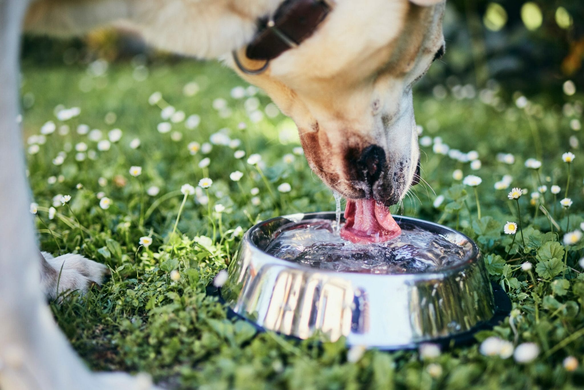 How To Keep Dog Water Clean Outside