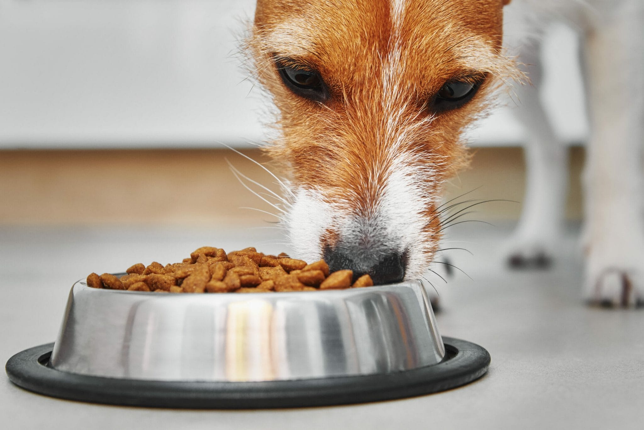 Tips to help your dog gain weight