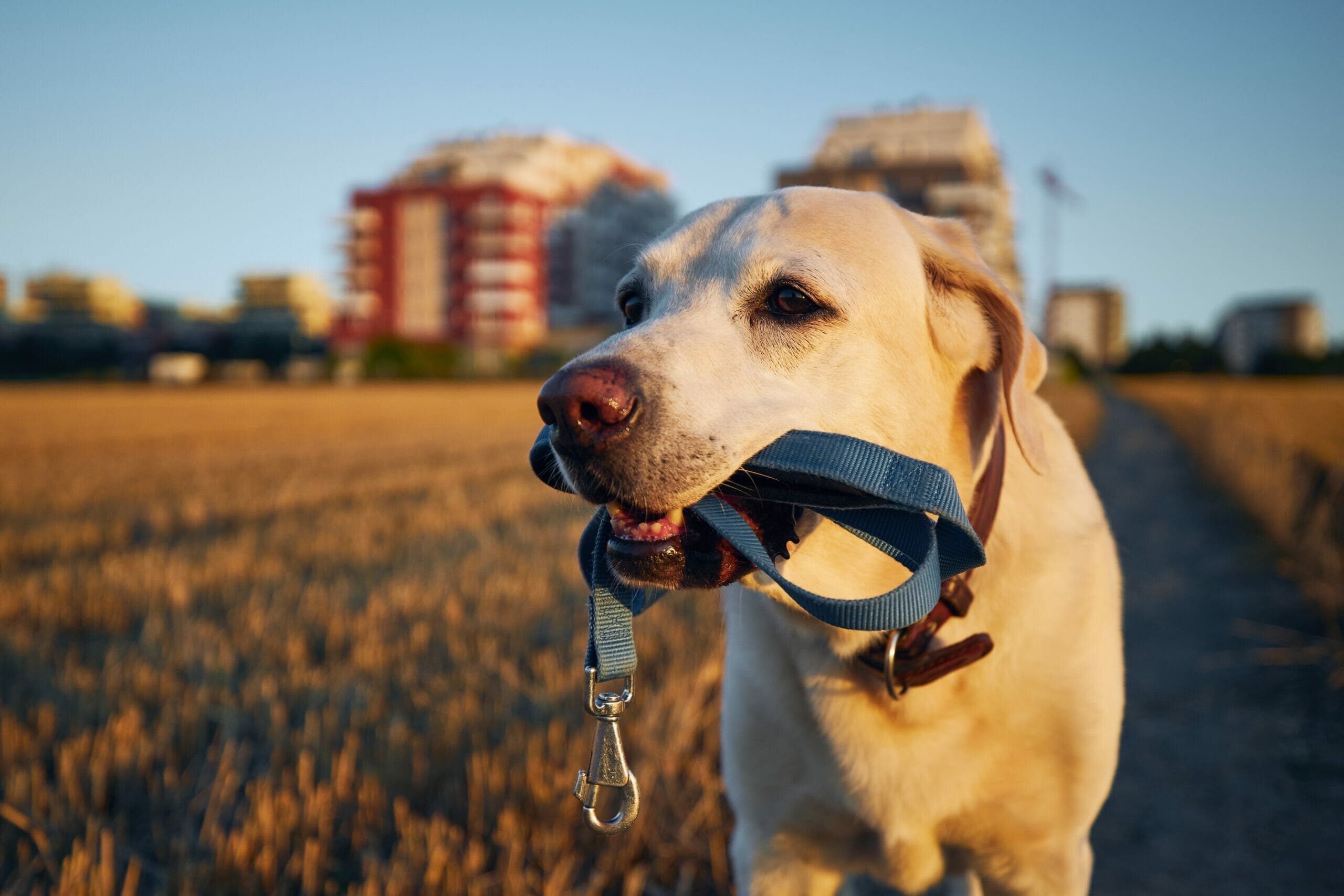 How to stop your dog biting the leash?
