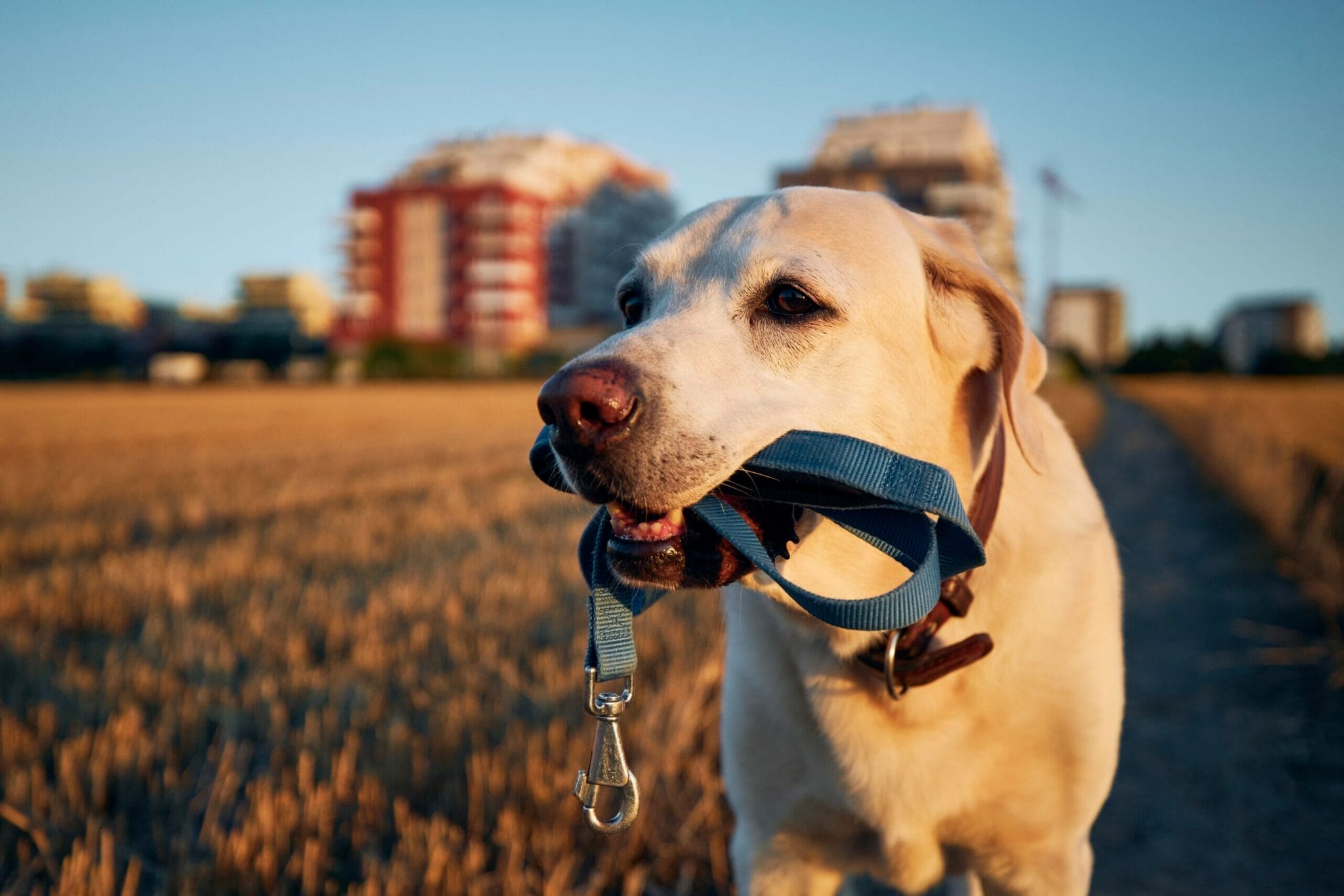 How to stop your dog biting the leash?