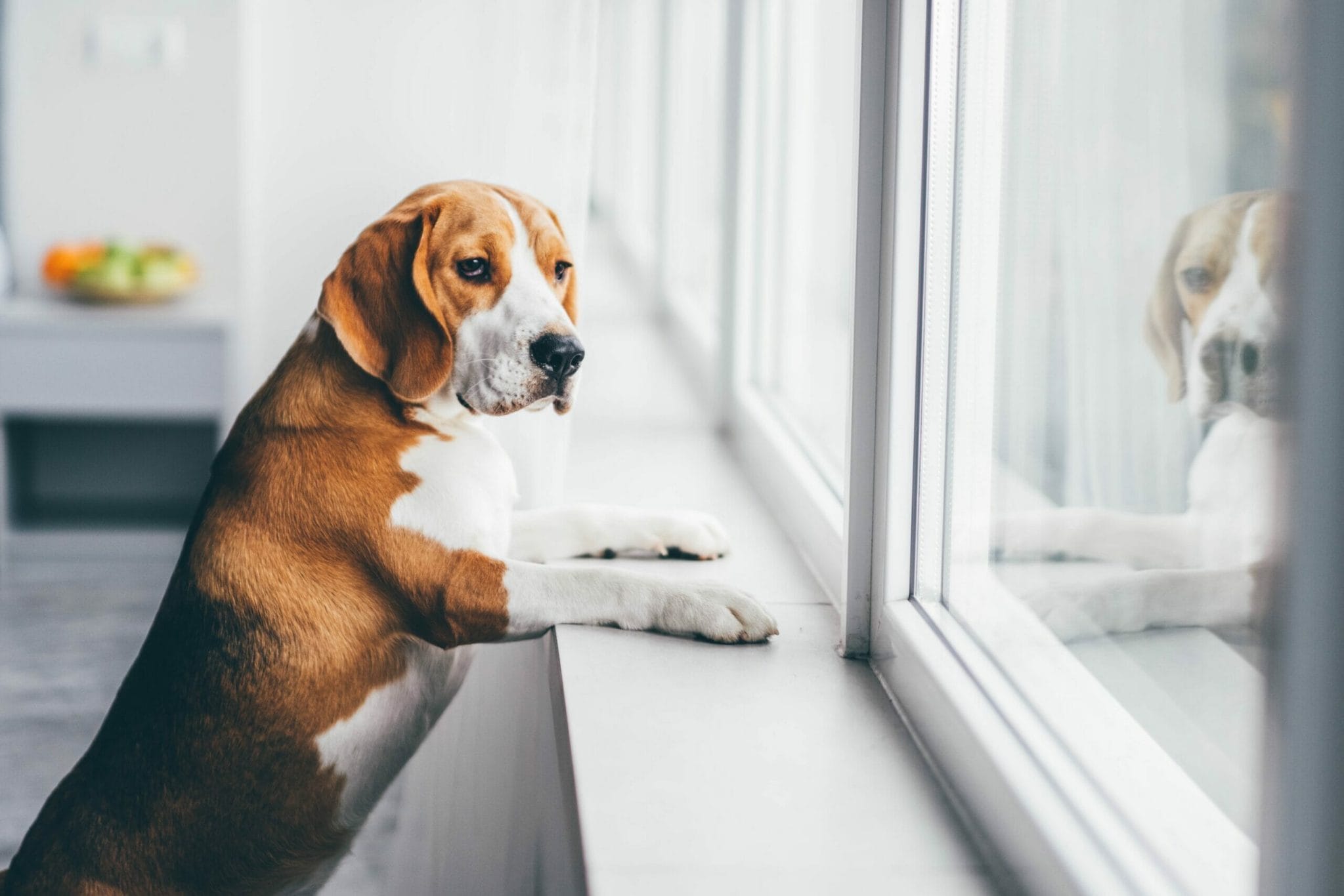 How to protect window sills from dogs?
