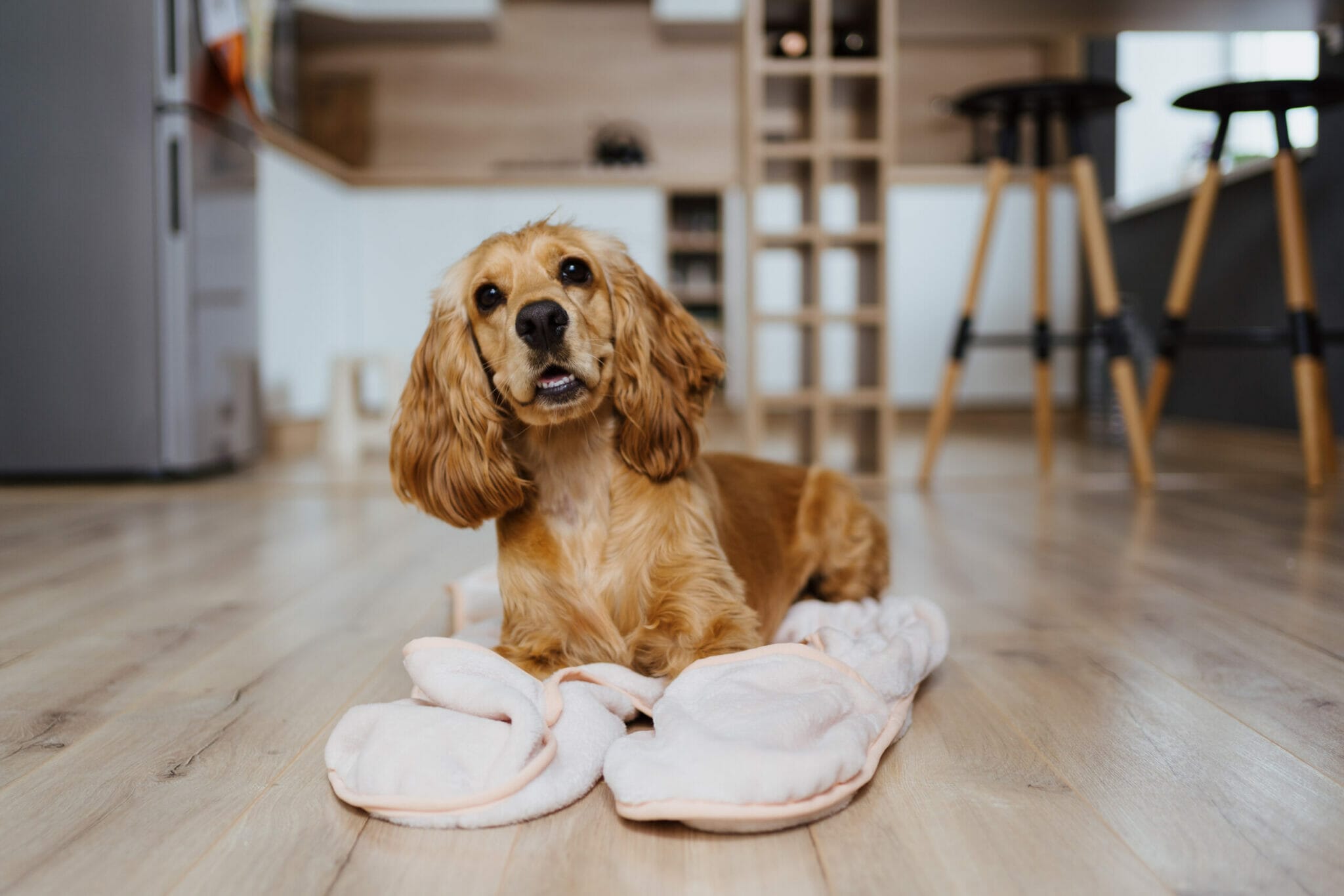 What is a home remedy for alopecia in dogs?